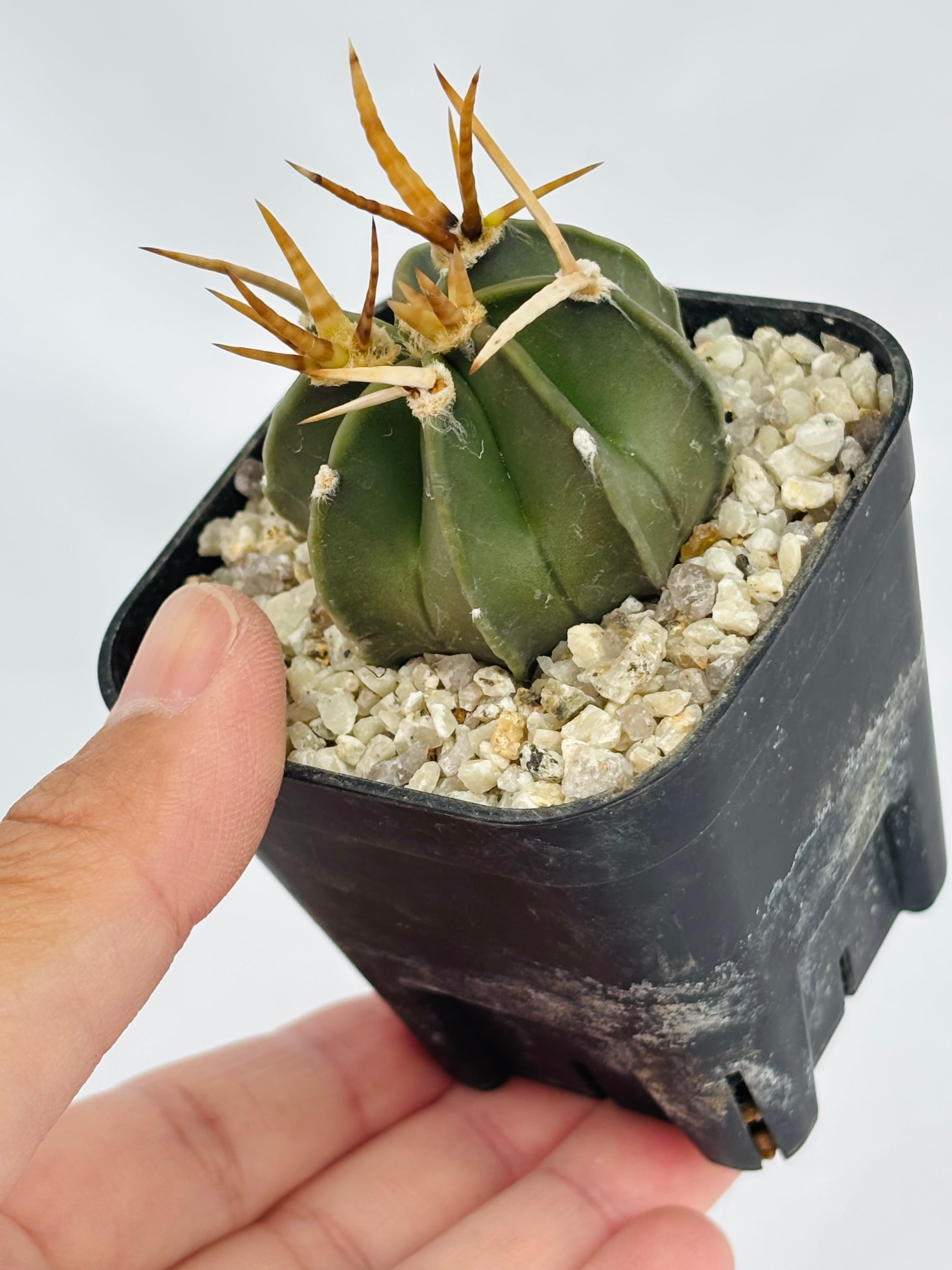 Astrophytum capricorne v. crassispinum アストロフィツム 水牛大鳳玉