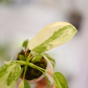 Philodendron Radiatum x Florida Beauty x Mayoi / フィロデンドロン