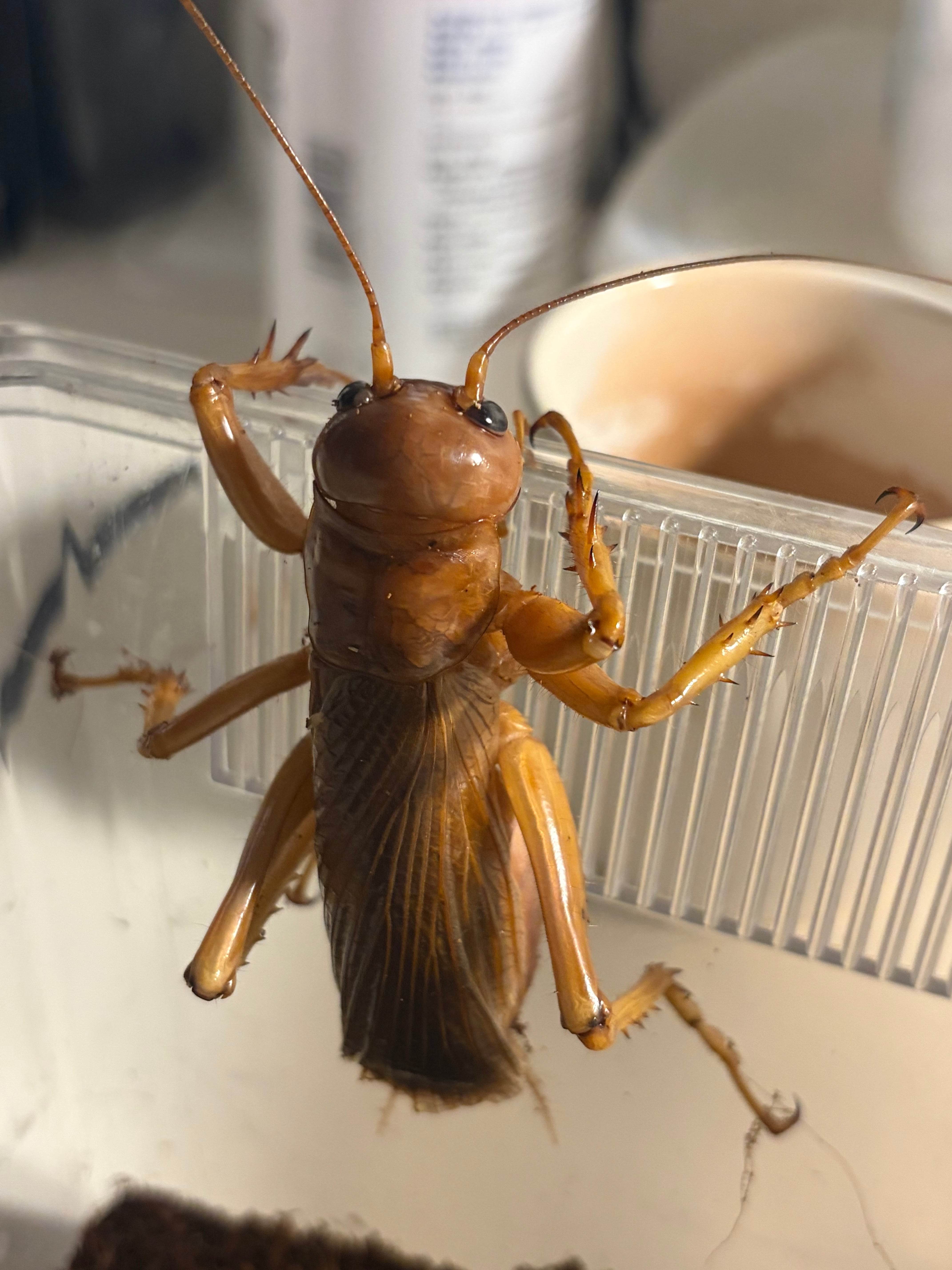 生体ペア】リオック Sia ferox コロギス 昆虫標本デュビアタランチュラ