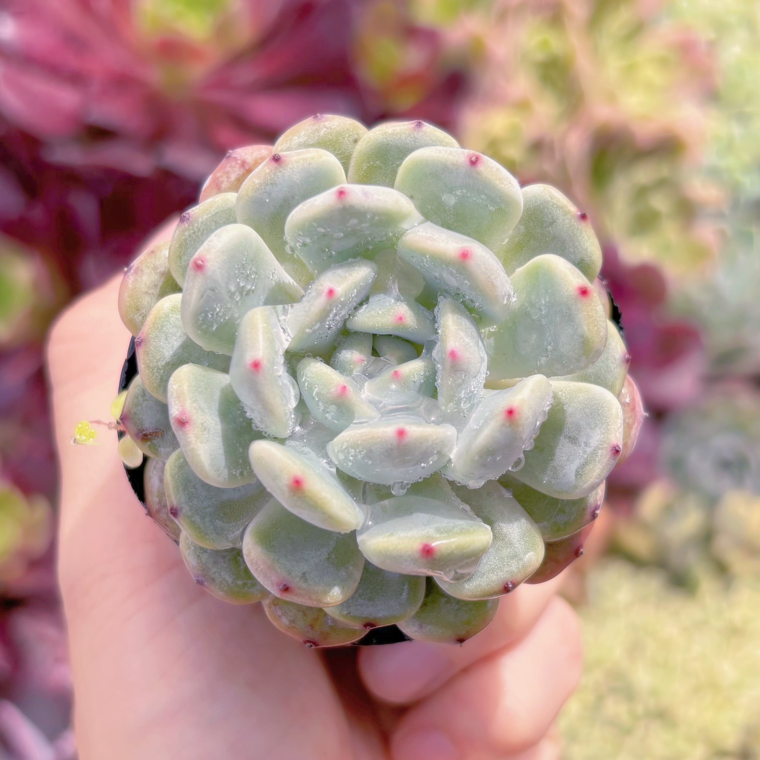 現品　雪爪#F076　群生　るる農園