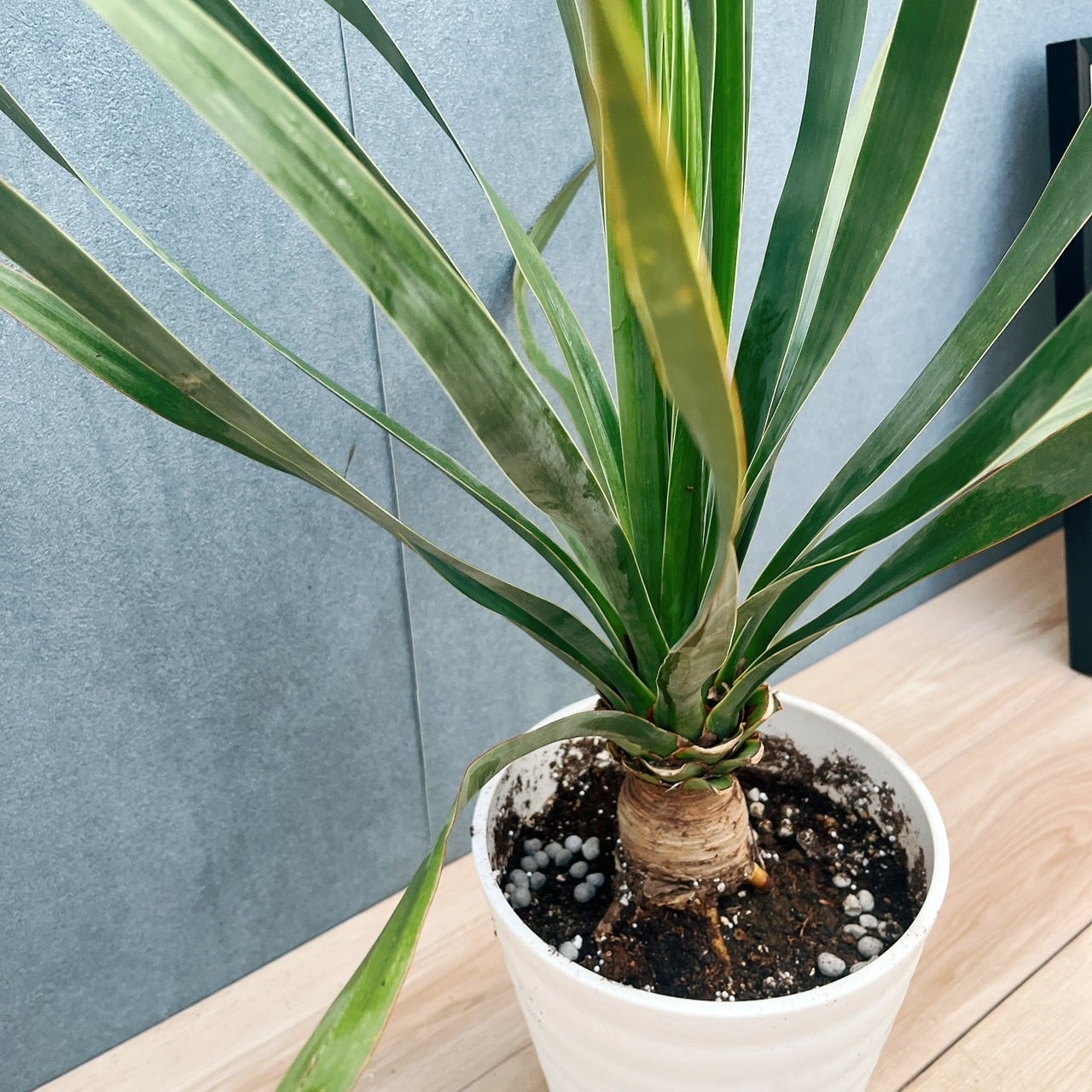 現品］【希少】17番 ドラセナ ドラコ 竜血樹 8号 観葉植物 レア 室内