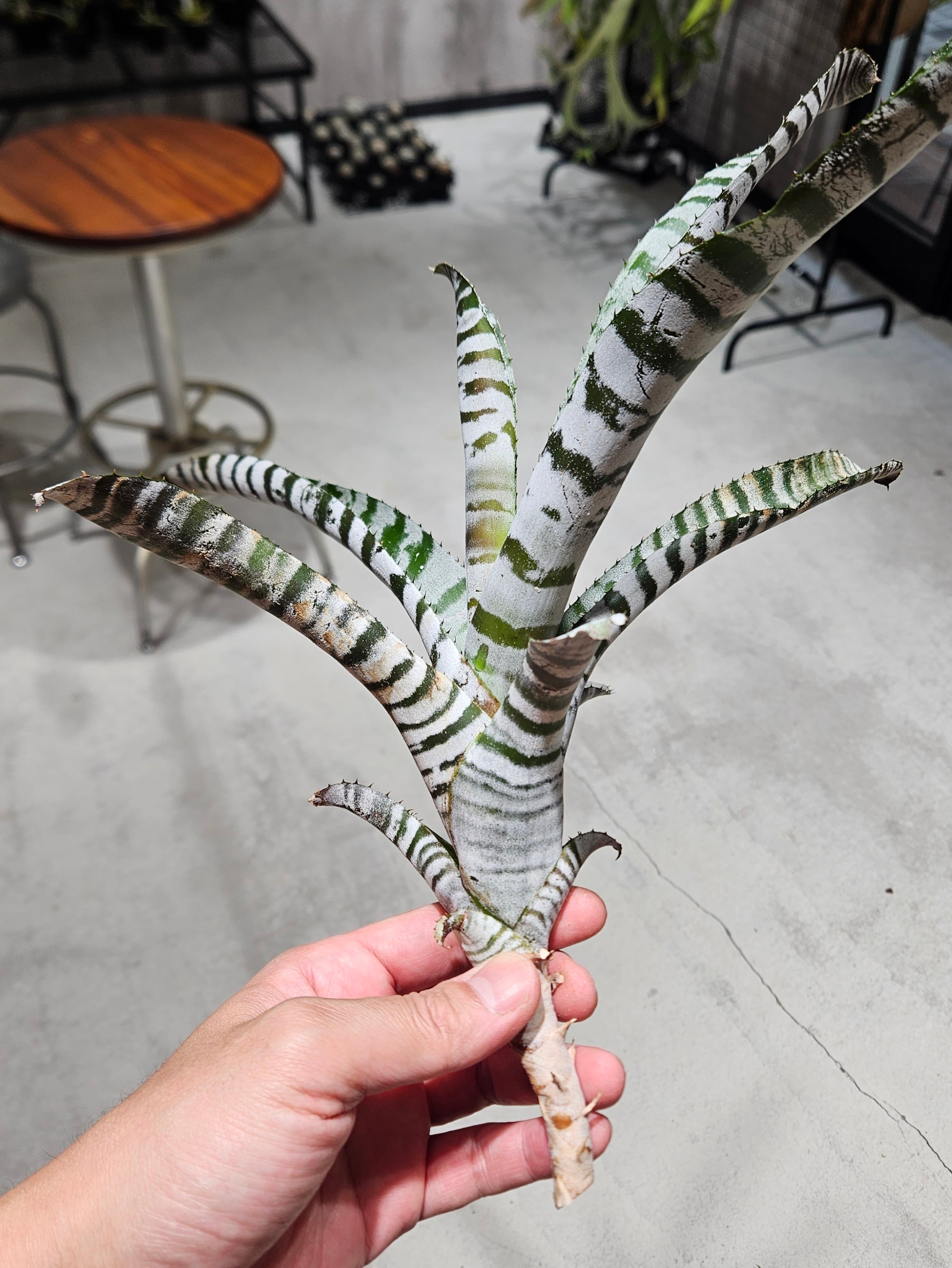 ブロメリア・エアープランツ Aechmea melodrama ブロメリア・エアープランツ Aechmea melodrama Aechmea