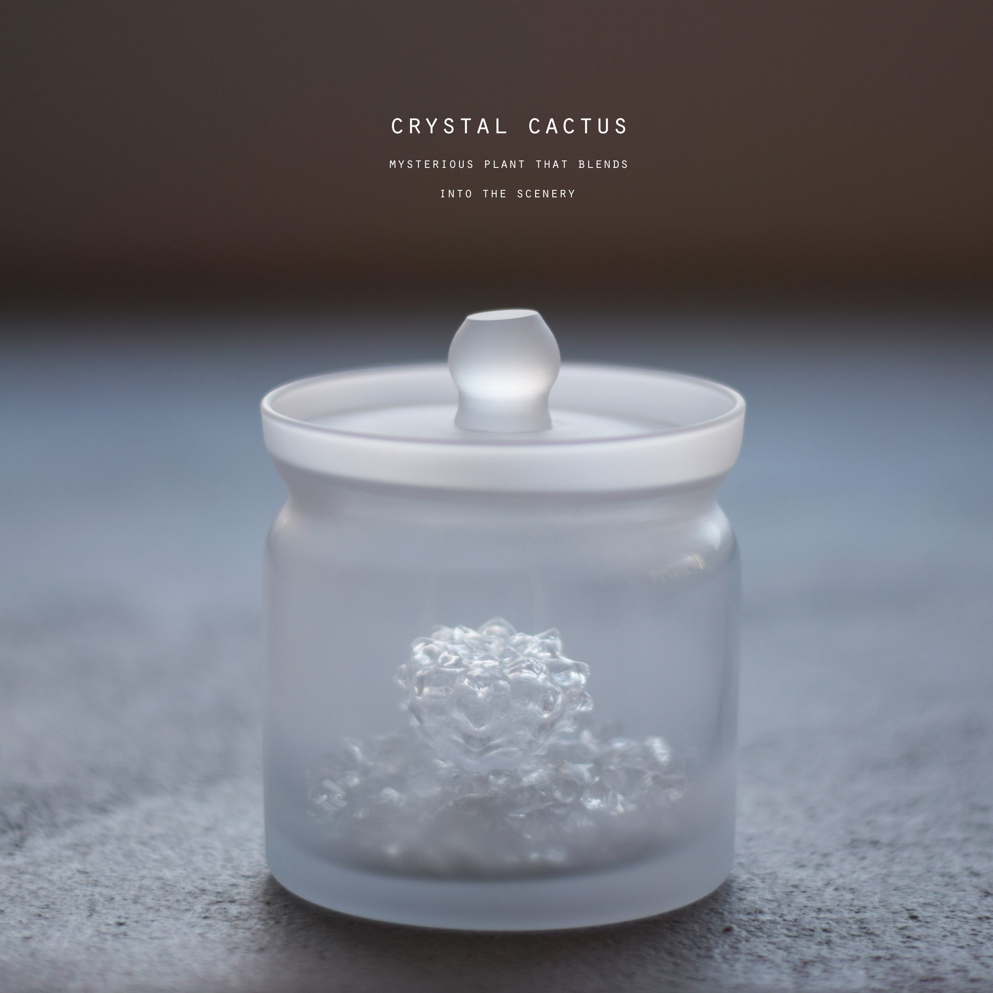 透明サボテン（ペクチニフェラ） | Sabotensi