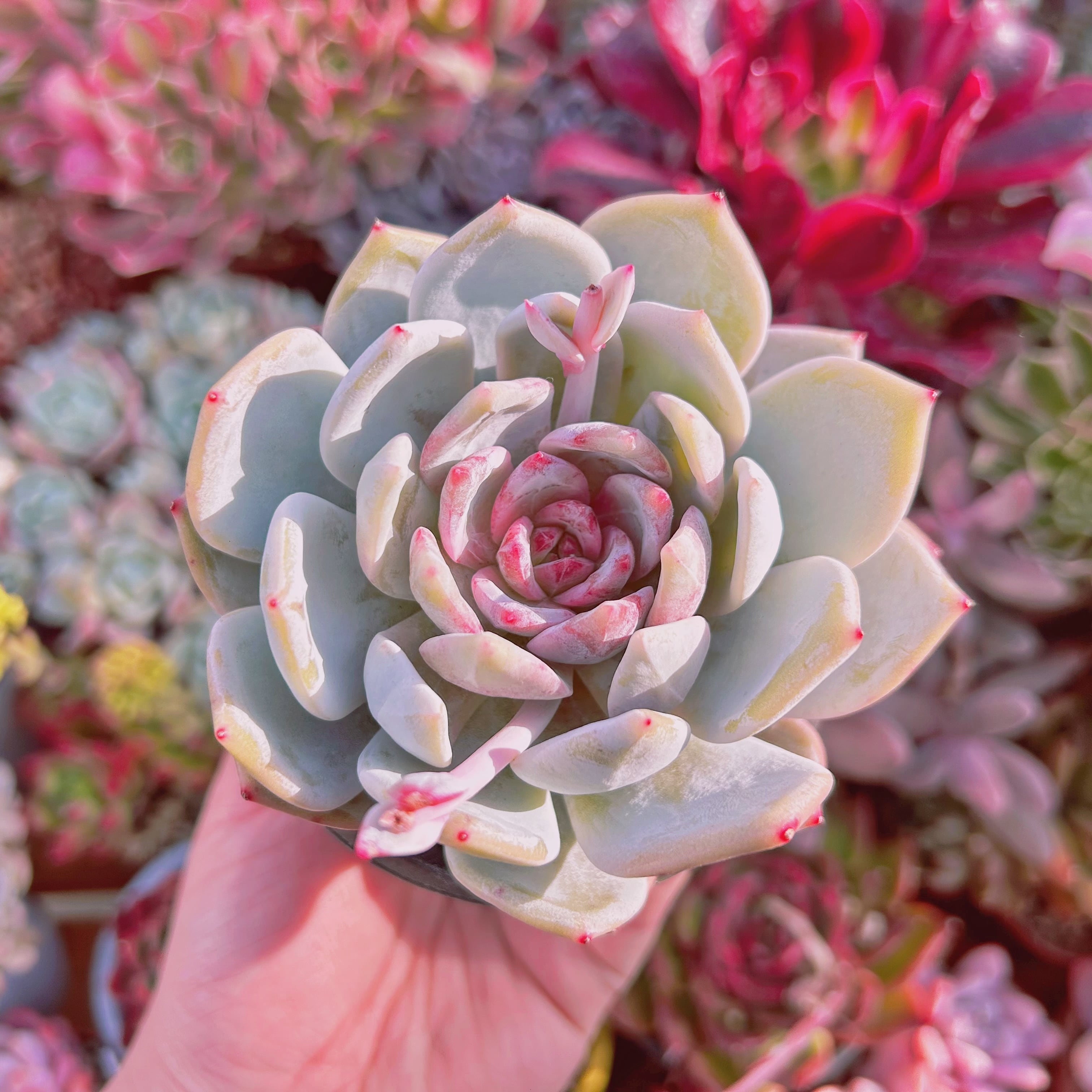 #536現物　多肉植物　Echeveria  ジャムアンジュ　特大苗