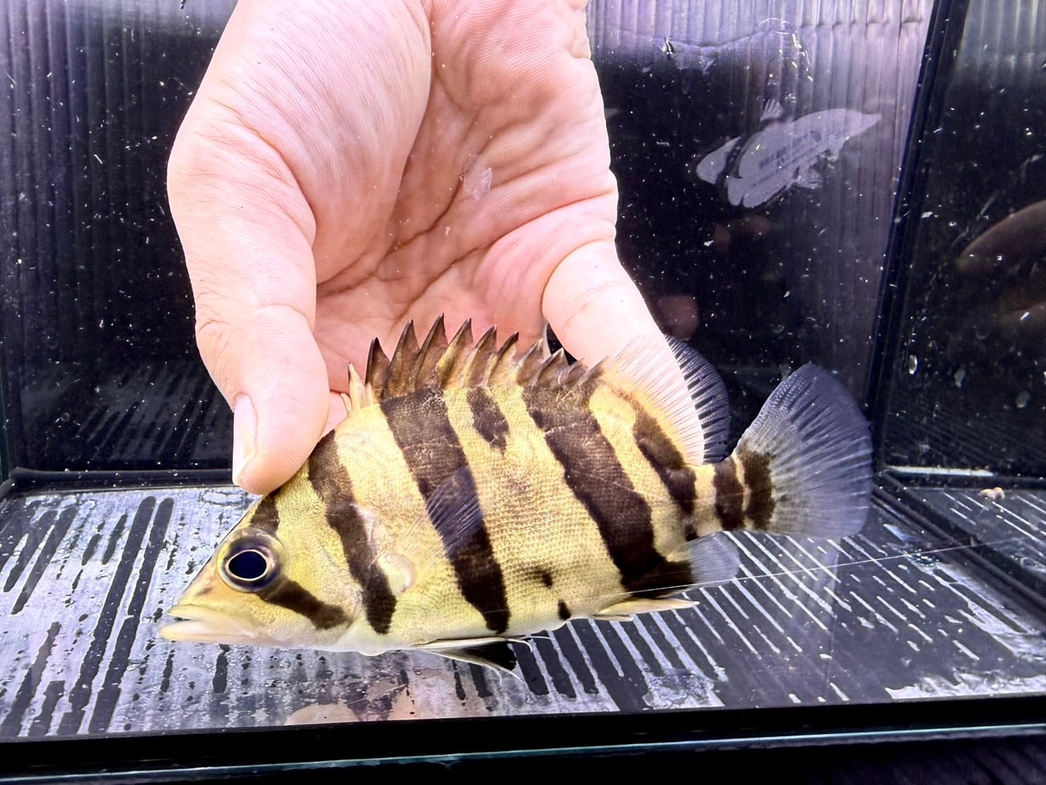 A18-1① ダトニオリアルバンド シミあり 12㎝前後 | アクアショップ