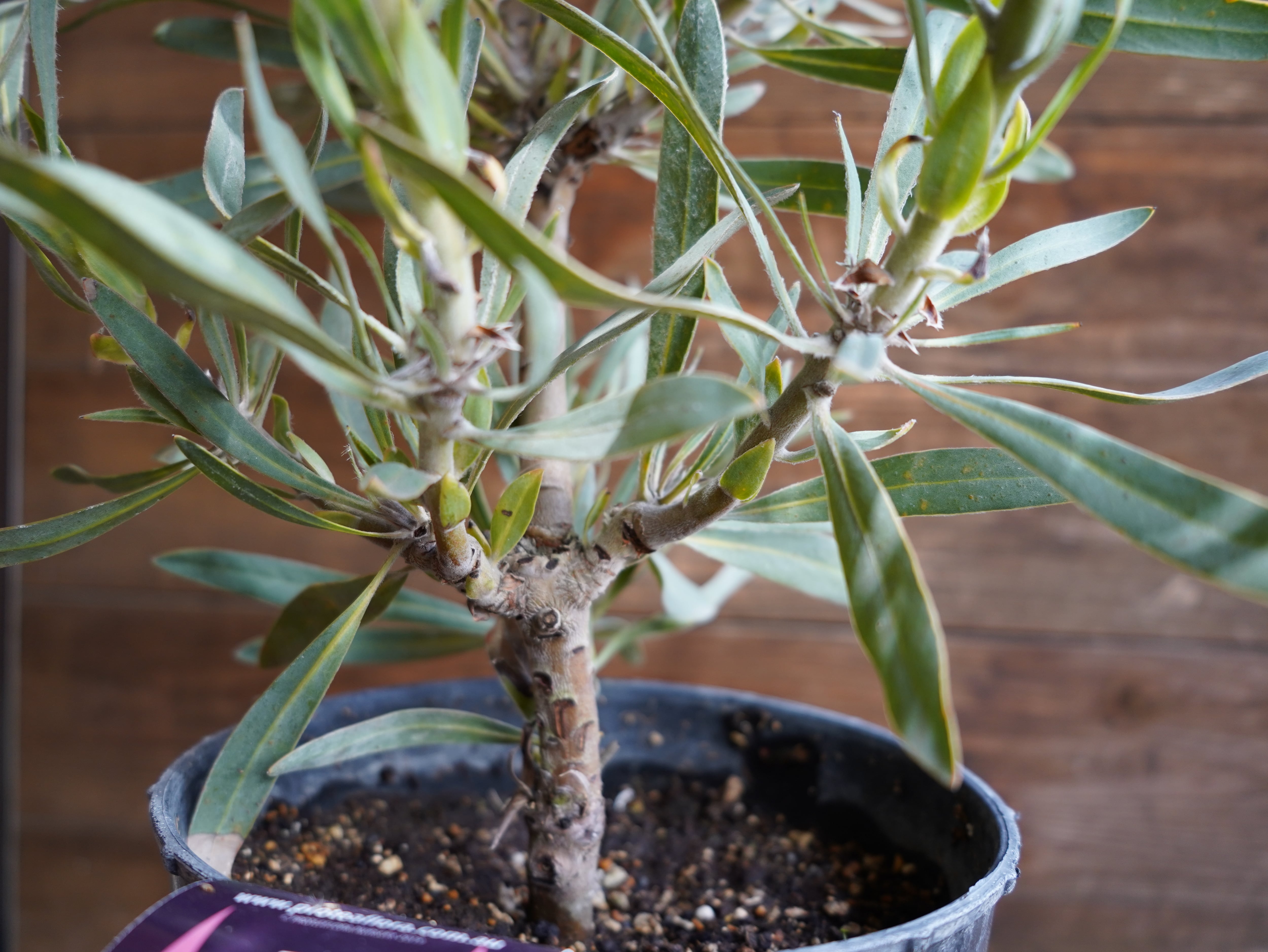 【現物】プロテア　"ジュリエット"