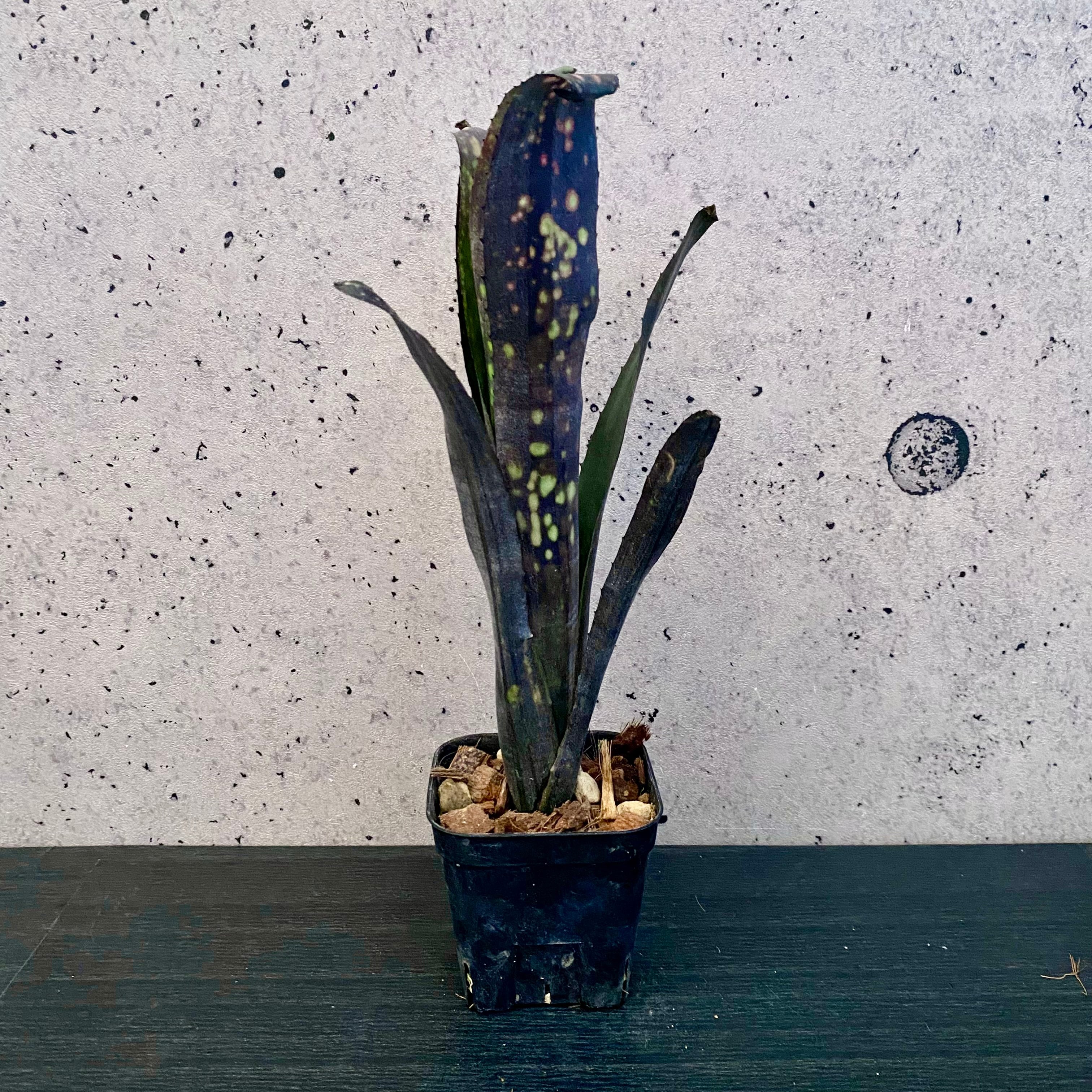 模様が美しい！タンクブロメリア　ビルベルギア　『Black Pearl』 タンクブロメリア ビルベルギア 『Black Pearl』 | Planet Plants