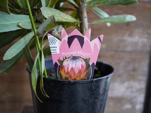 【現物】プロテア　”ポッサムマジック”