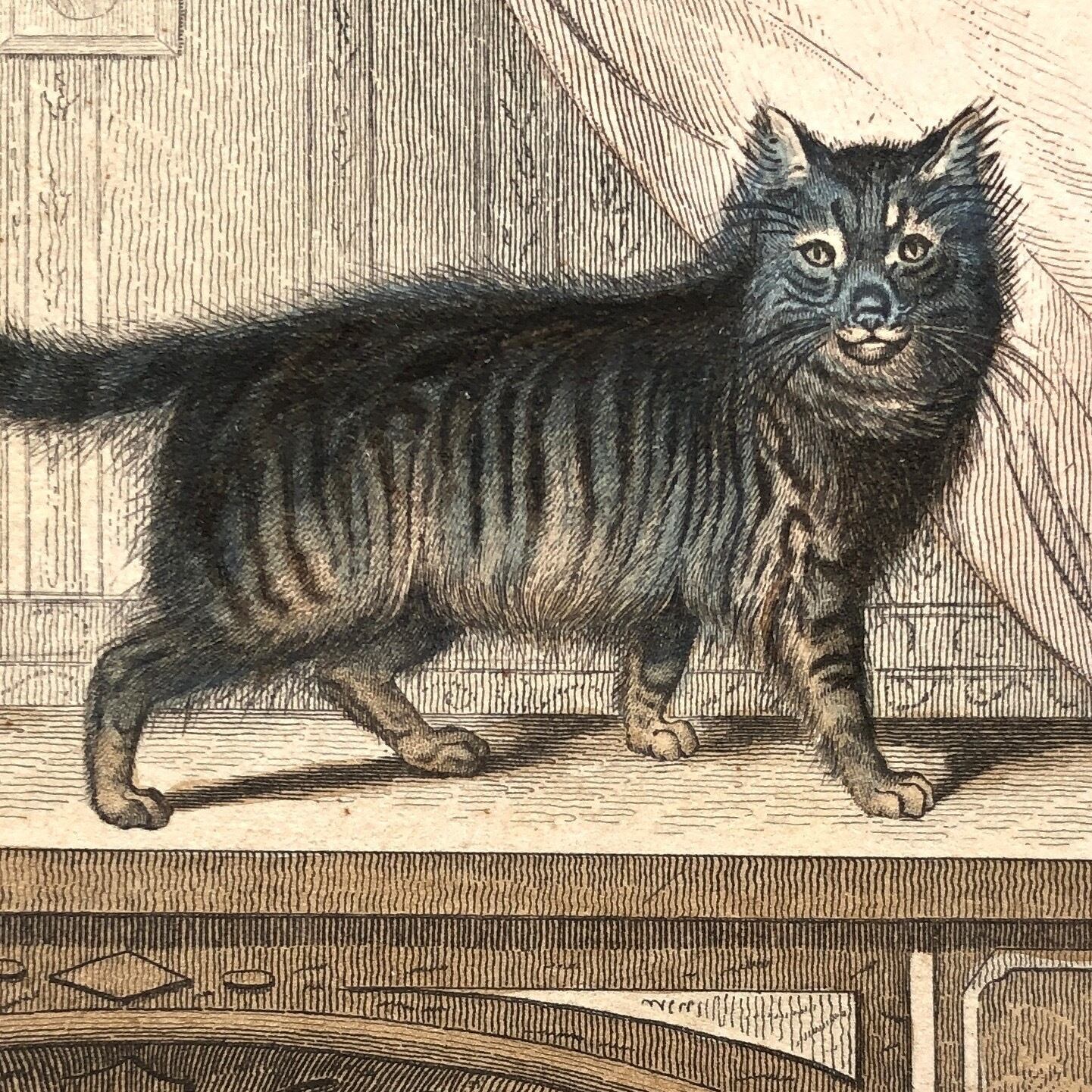 博物画「猫」 | Pay ID