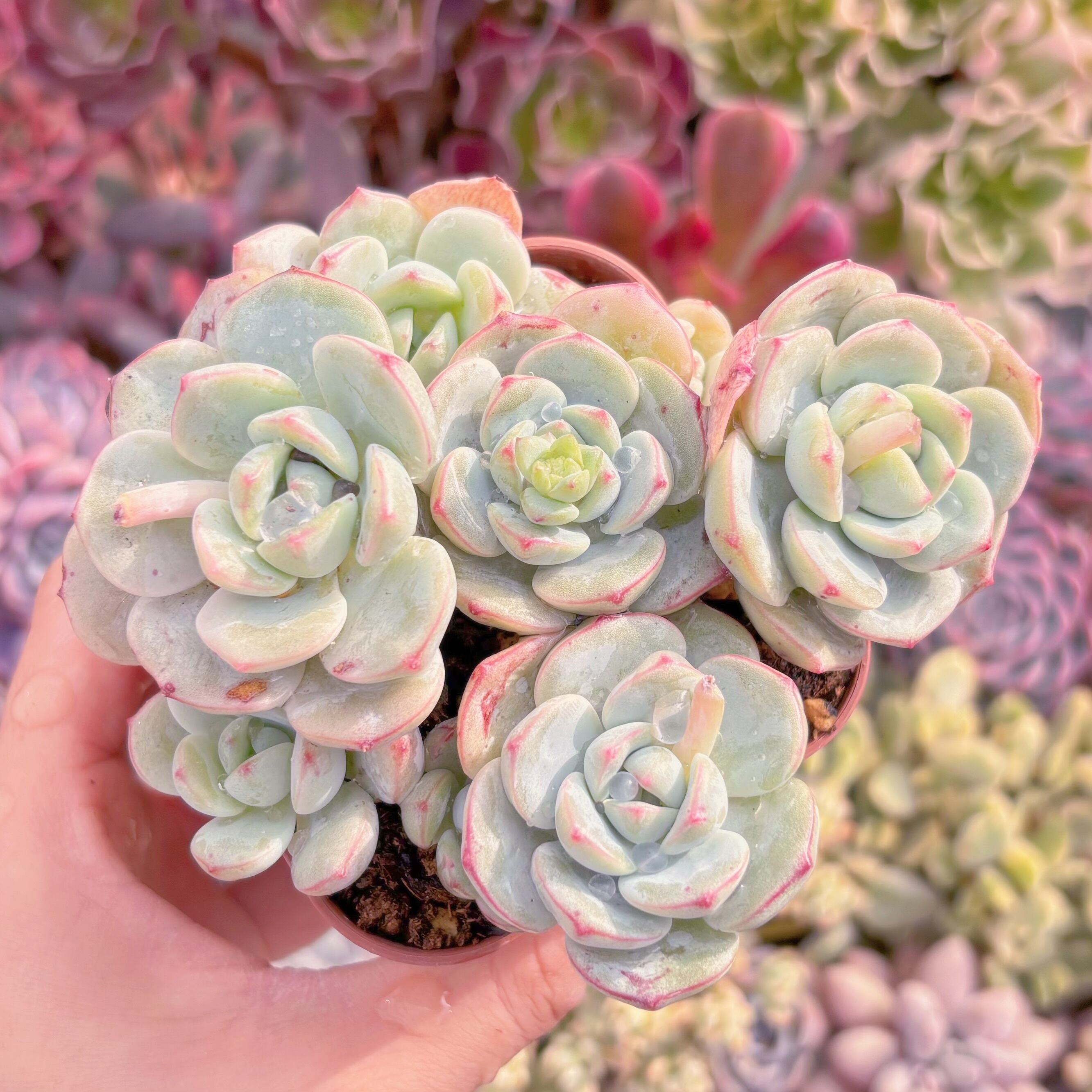 現品　バニラビス#064　るる農園