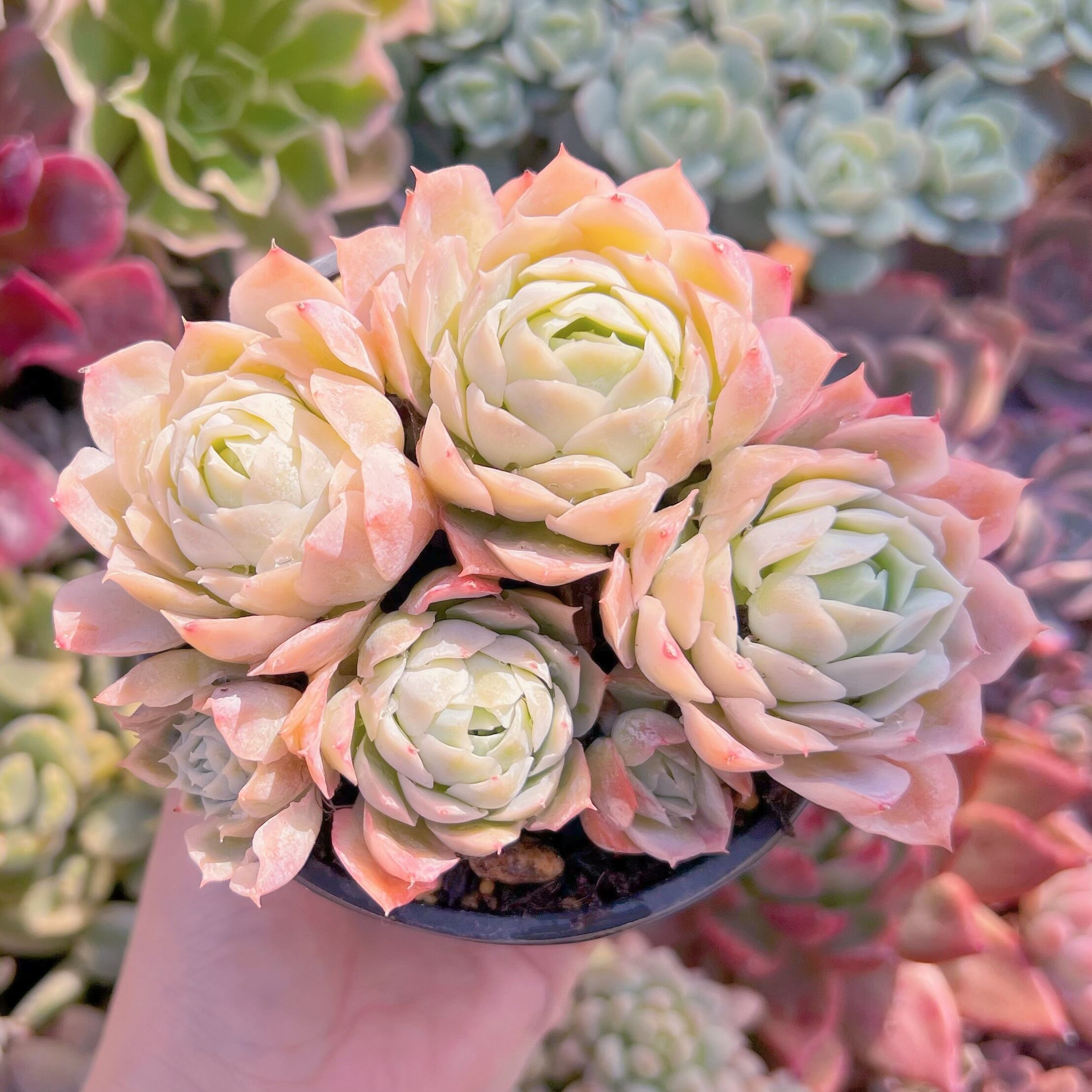 現品　静月#2217　古株　るる農園