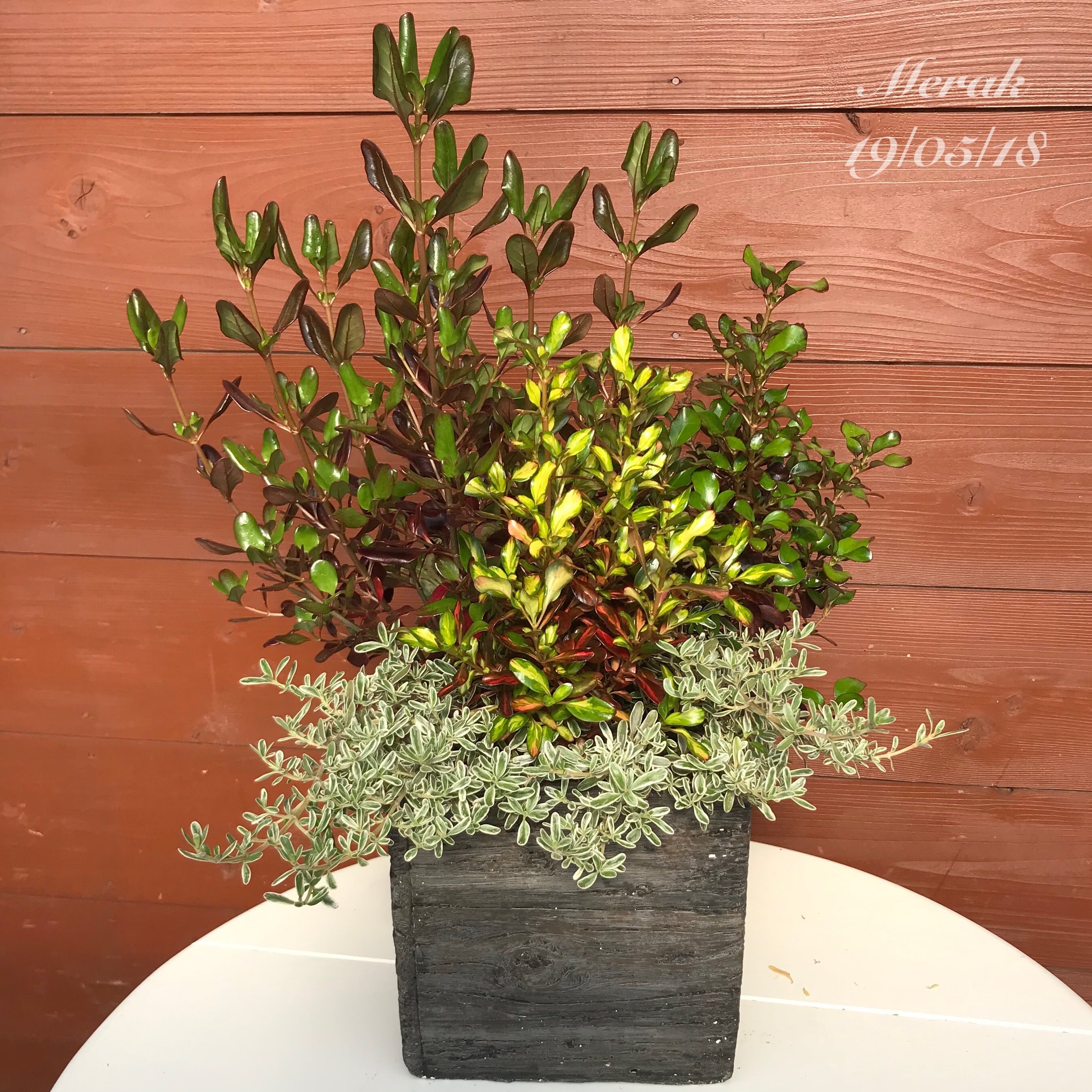 寄せ植え コプロスマ | Merak - メラク 寄せ植え ガーデニング