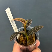 ラビシア リアウスマトラ【534】