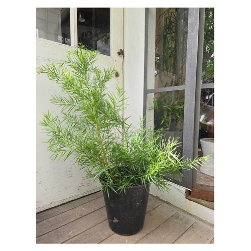 Afrocarpus（Podocarpus）gracilior