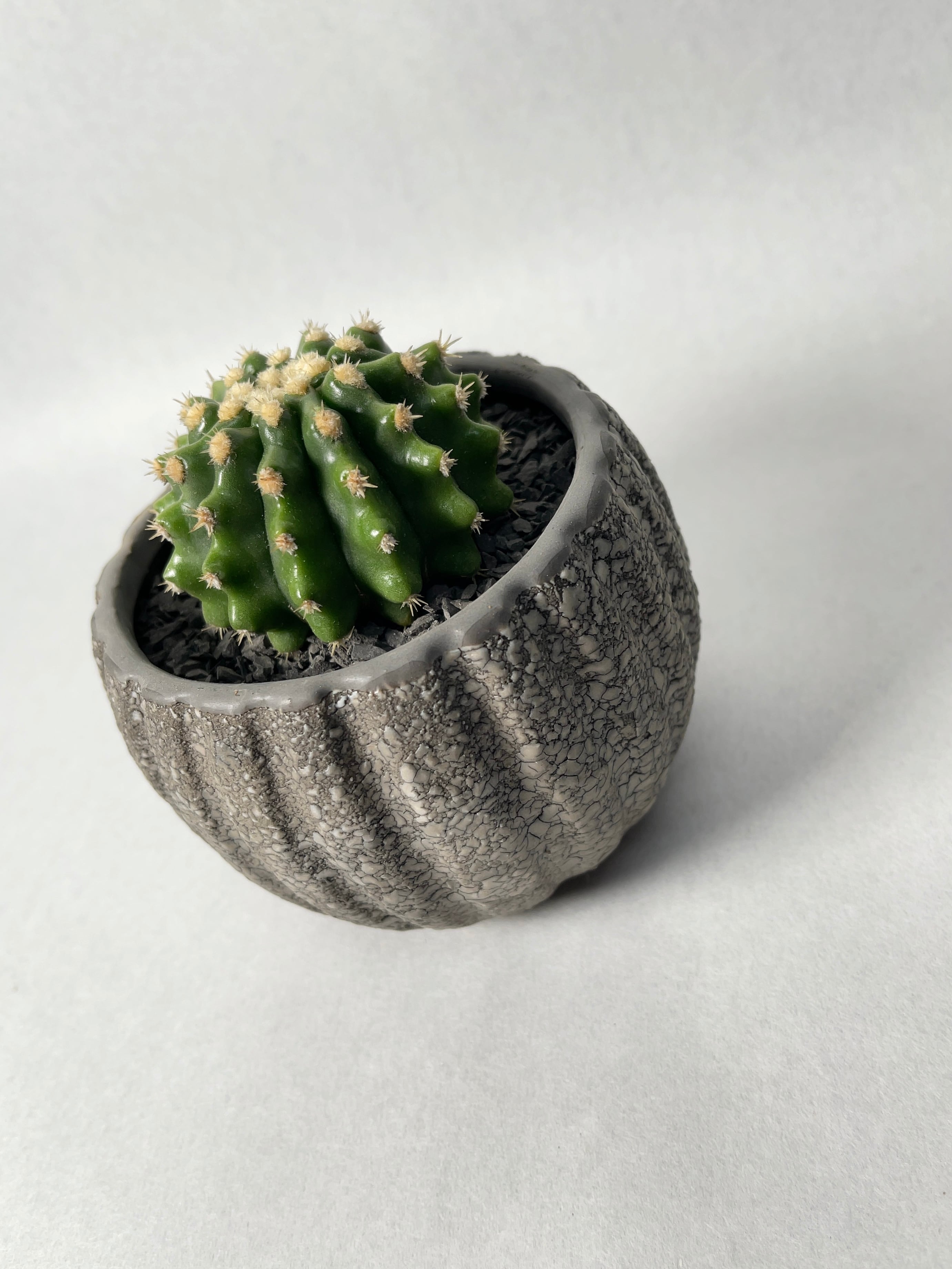 エキノカクタス・刺無し金鯱 | trigger