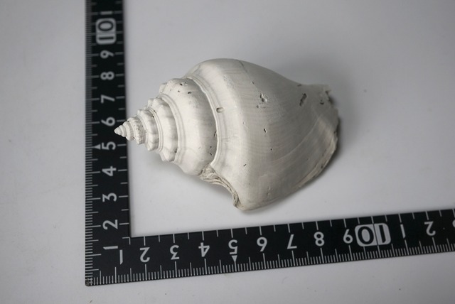 フロリダ州産 巻貝化石 Strombus alatus 1595