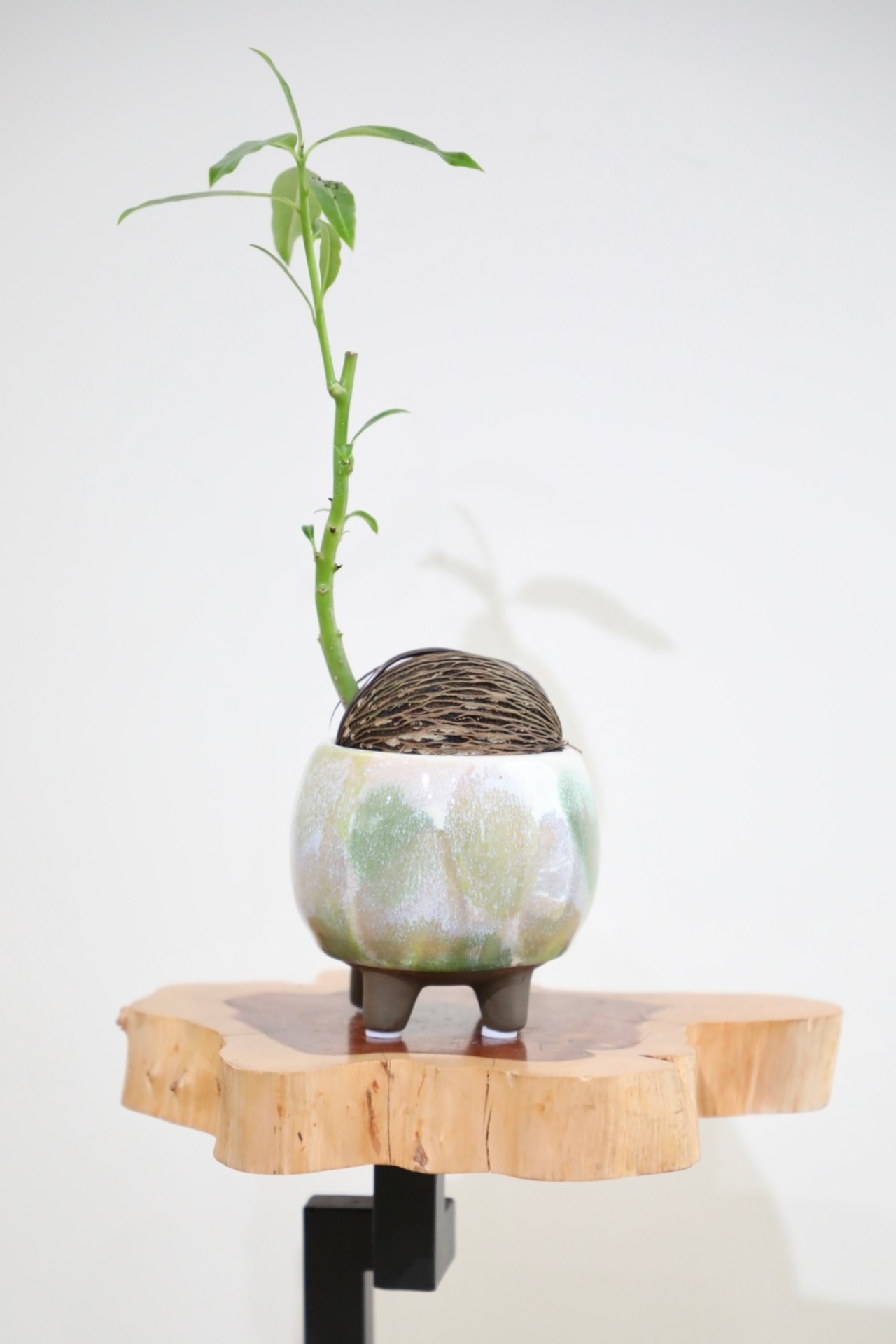 【S】ケレベラ/Cerbera ※陶器鉢付き