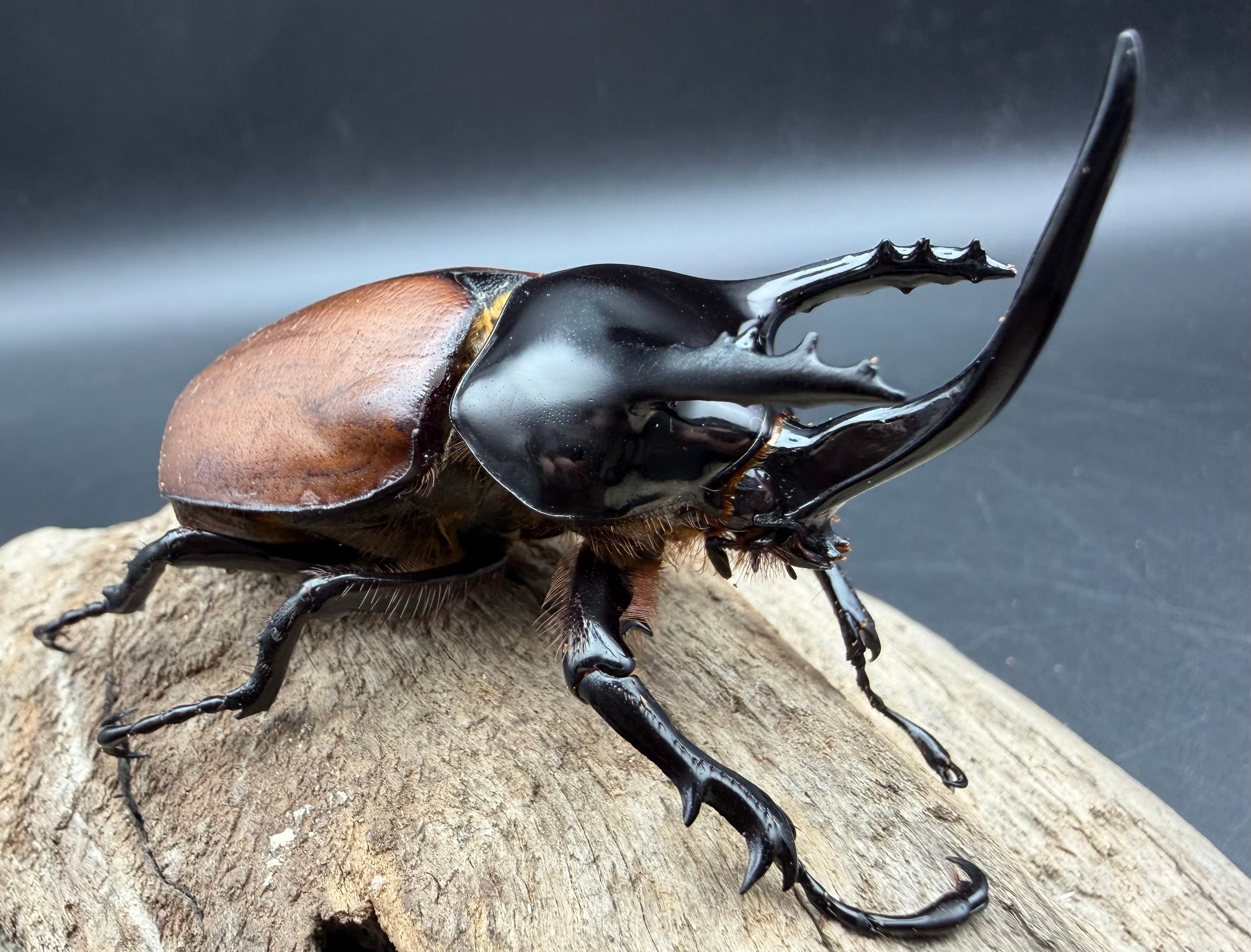 WD】《ニティドゥスマルバネクワガタ 45.5mm ペア》 | KPW公式