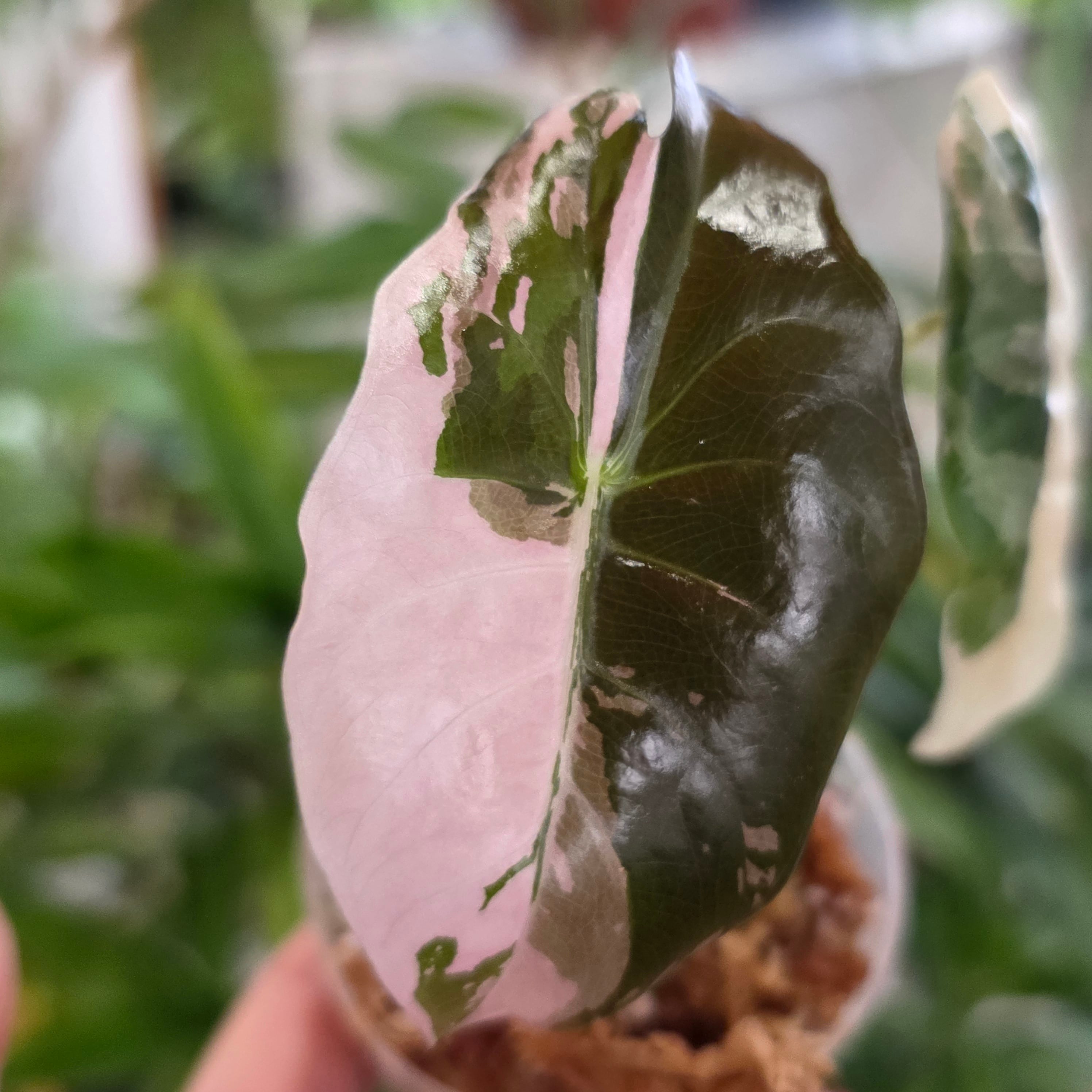 アロカシア | HAPPAX