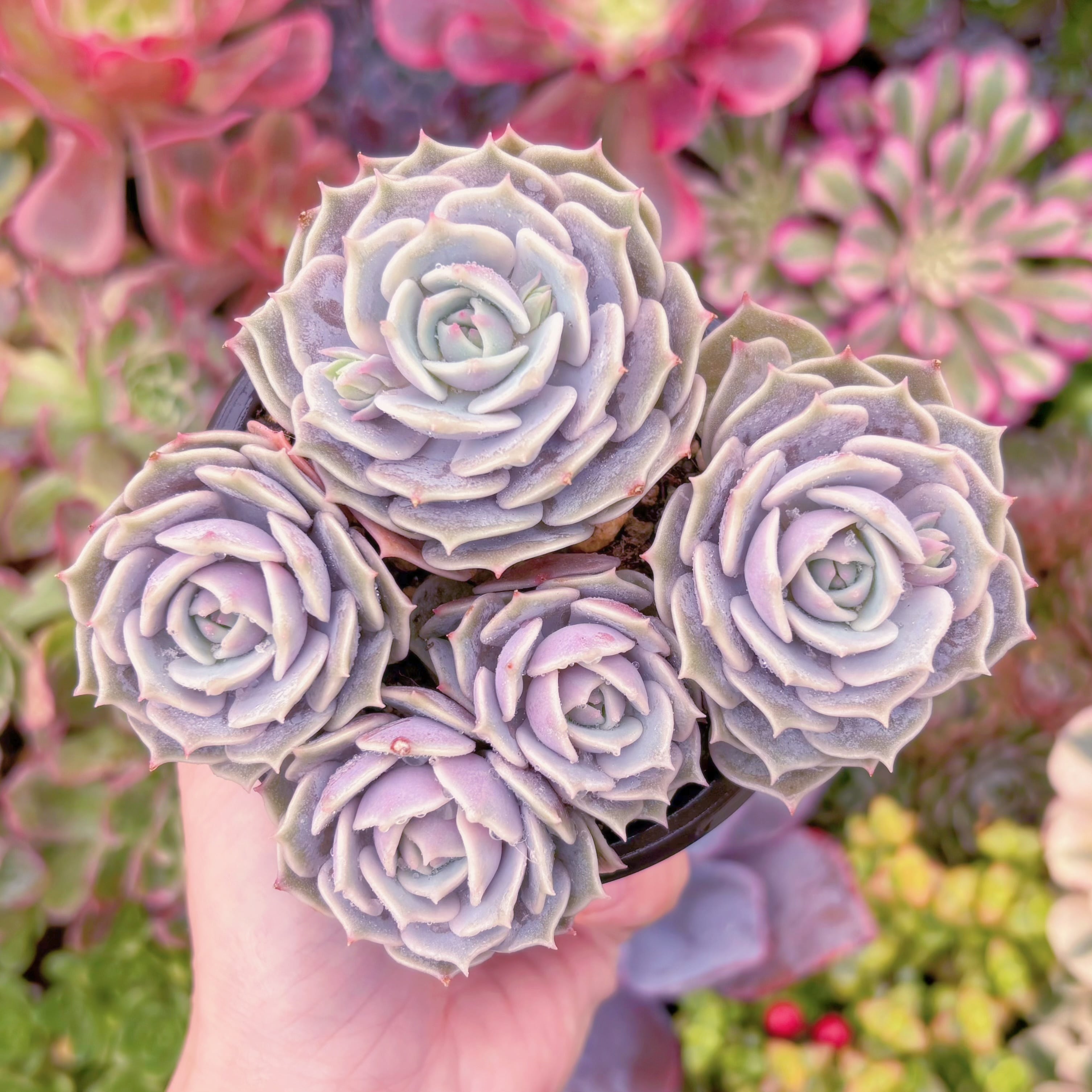 現品　ローラ#A07　群生　新入荷　るる農園