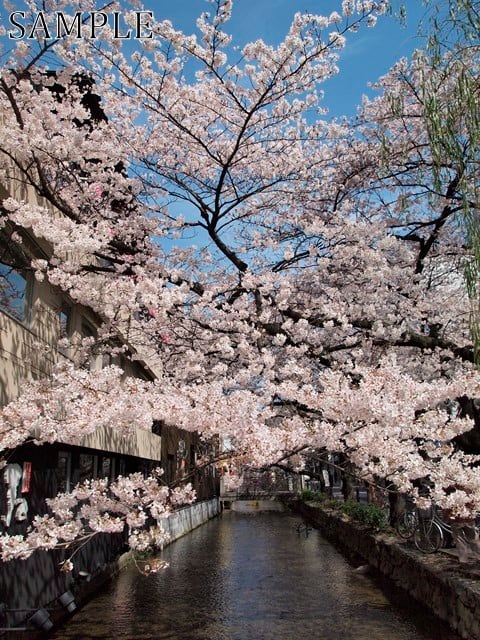 木屋町通り　桜　JPEG