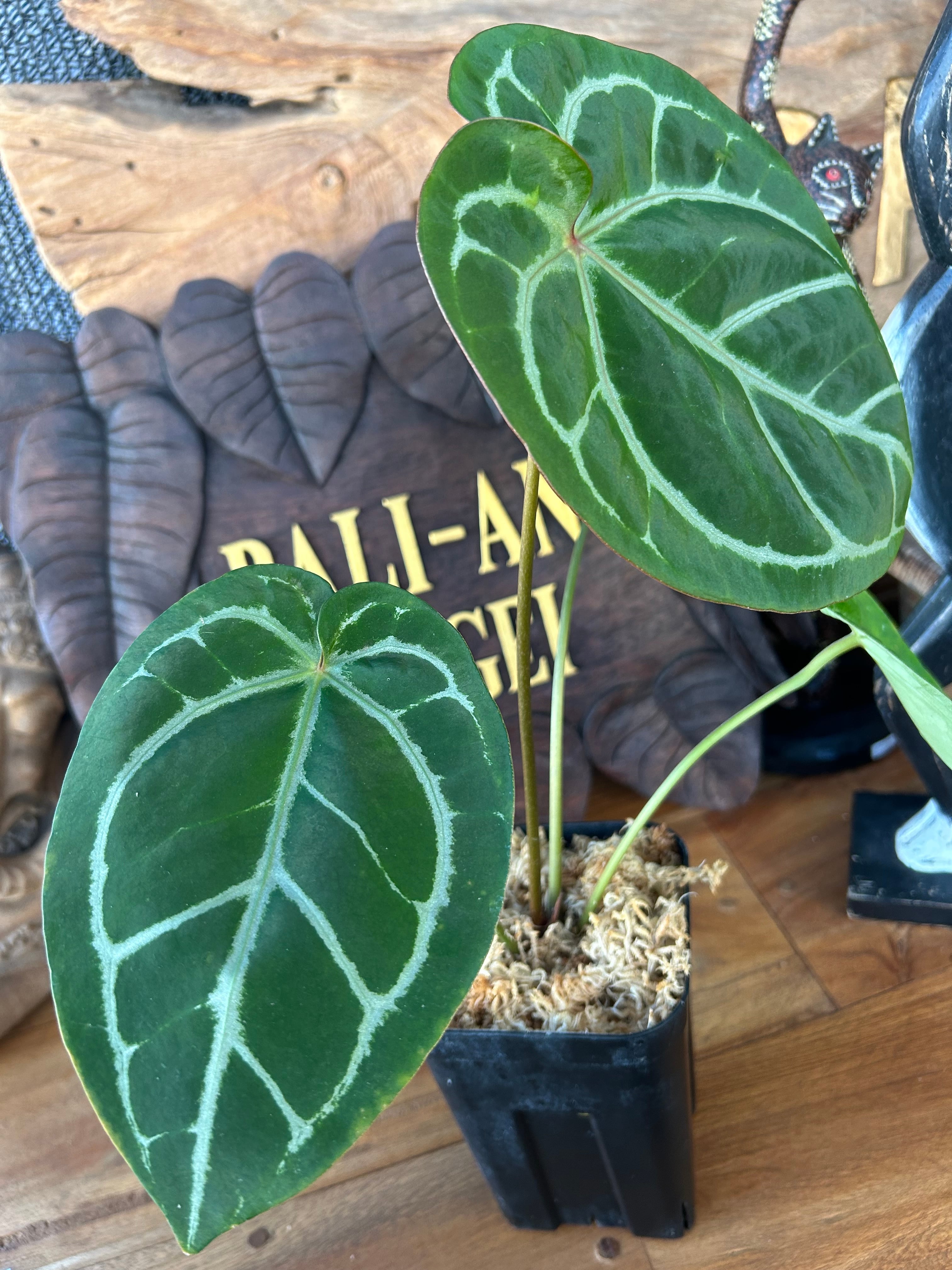 アンスリウム レッドクリスタリナム×ホフマニー レッド サイナス 激