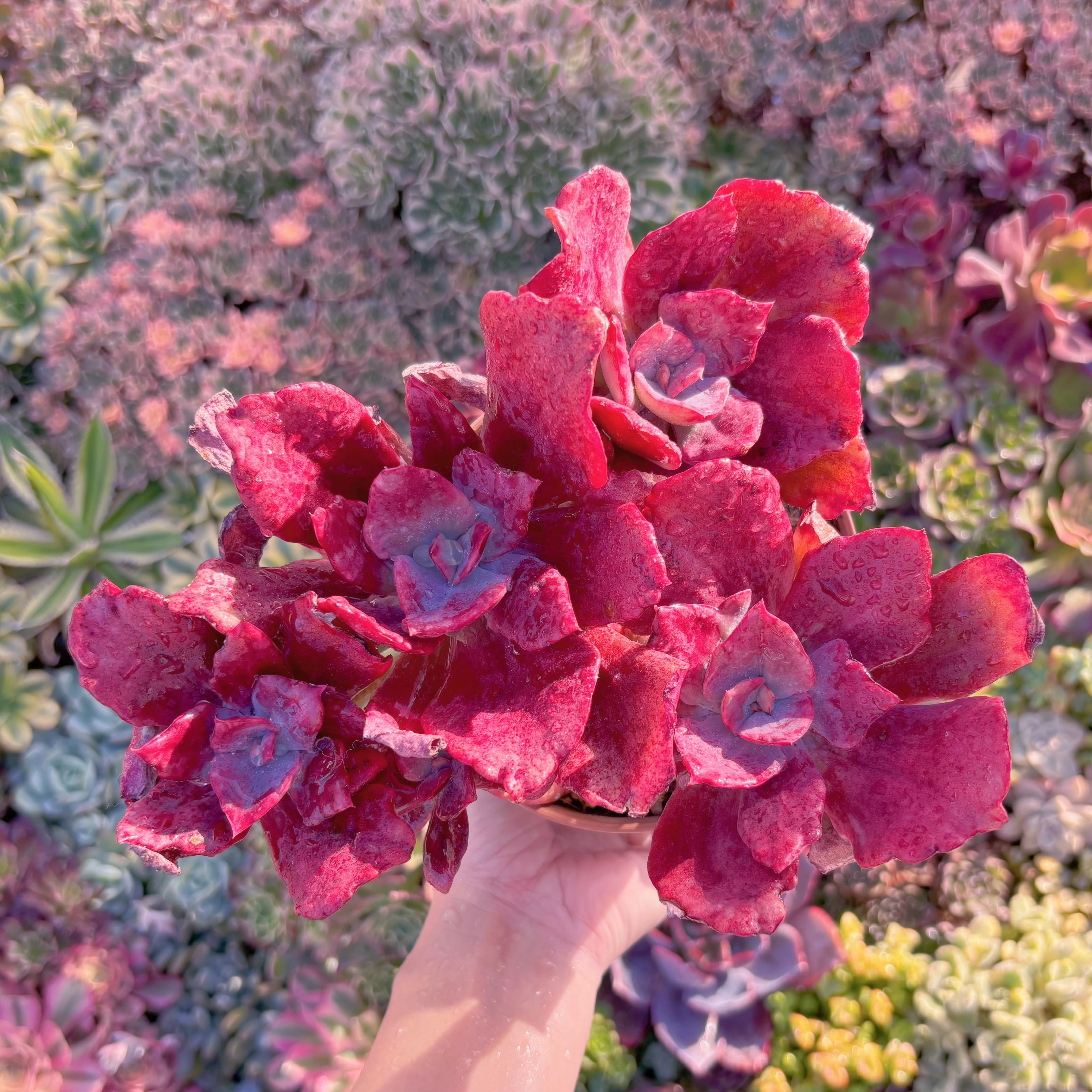 現品　ダイアモンドステイト錦#M053　大群生　新入荷　るる農園