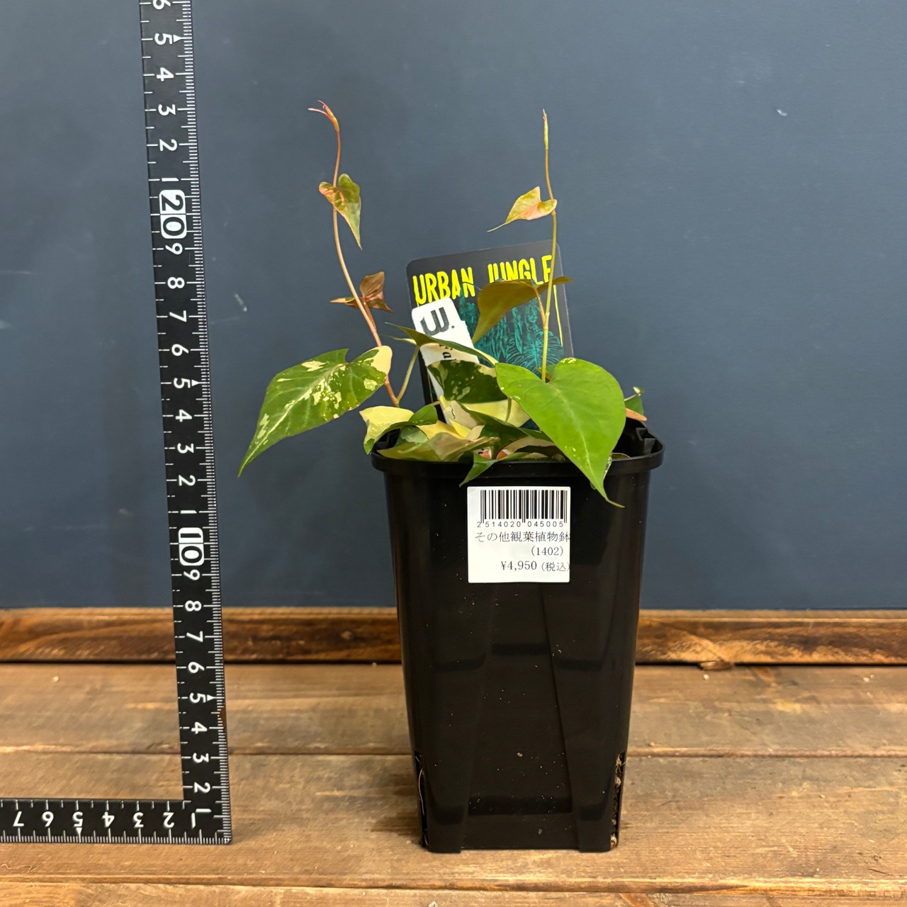 ファロピアマルチフローラ【275】