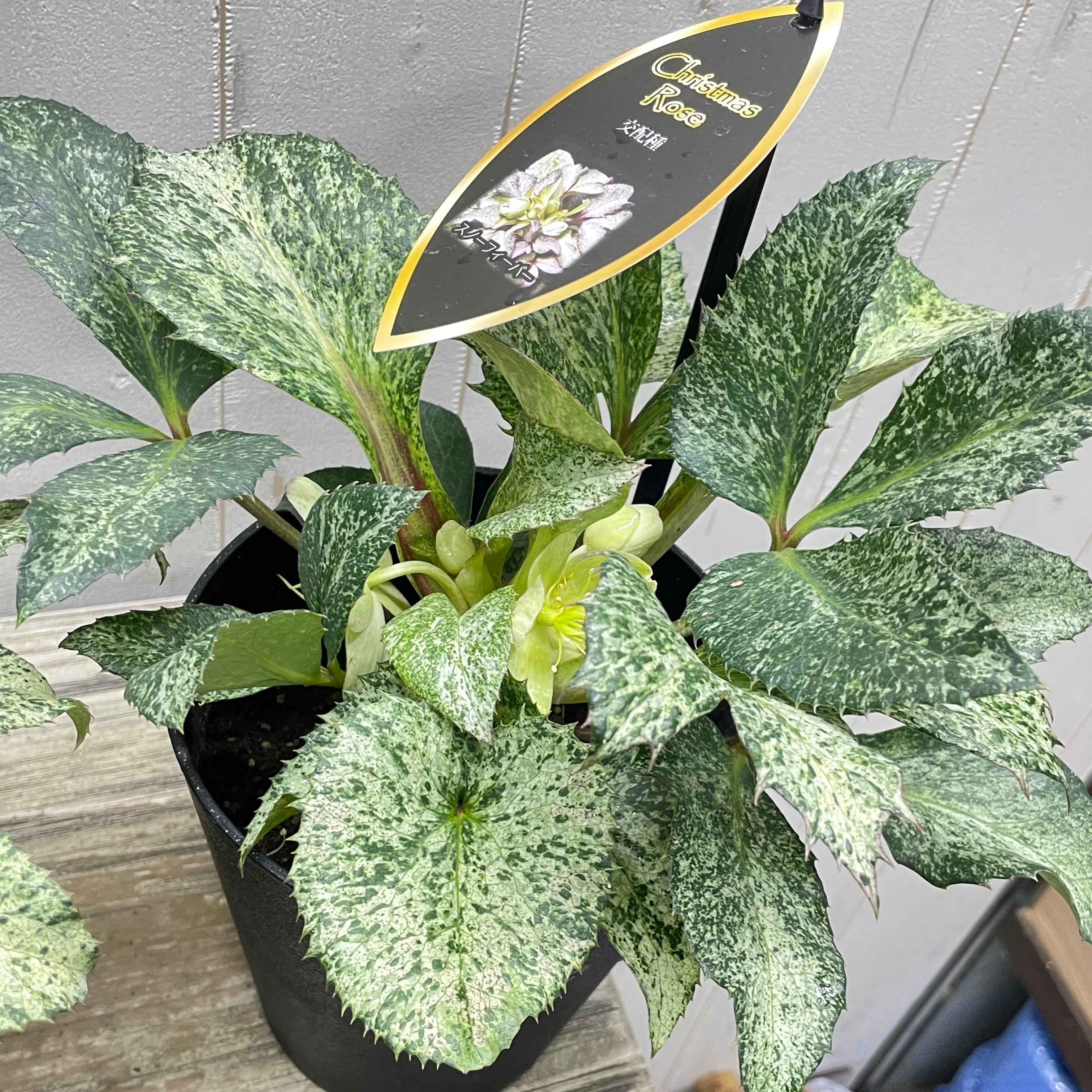 クリスマスローズ『スノーフィーバー』斑入り 5号／粉雪のような明るい