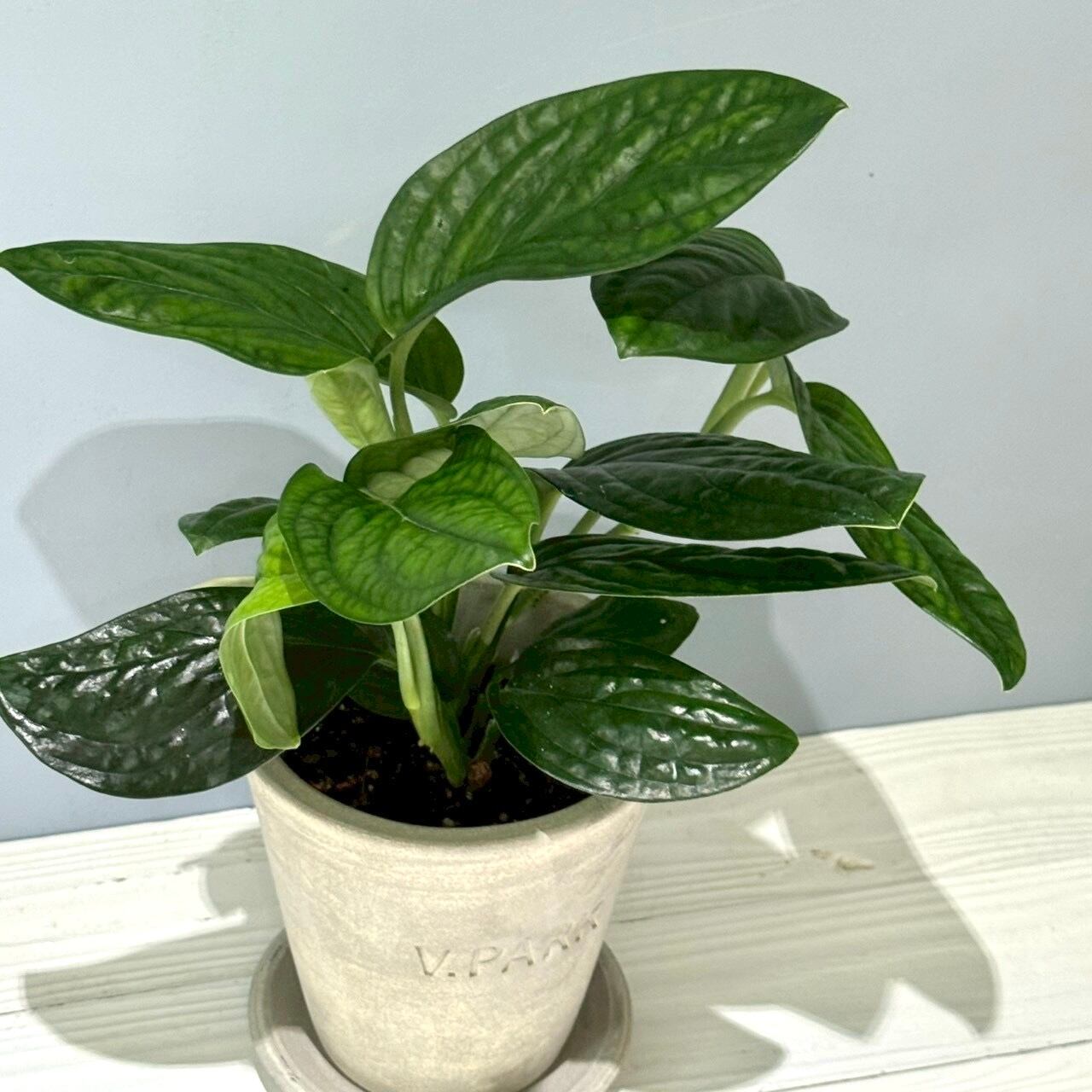 ※希少※モンステラ　シャトルウィング　ココスティック仕立て　４号鉢 楽天市場】観葉植物 希少！ モンステラ シャトルウイング 4号鉢