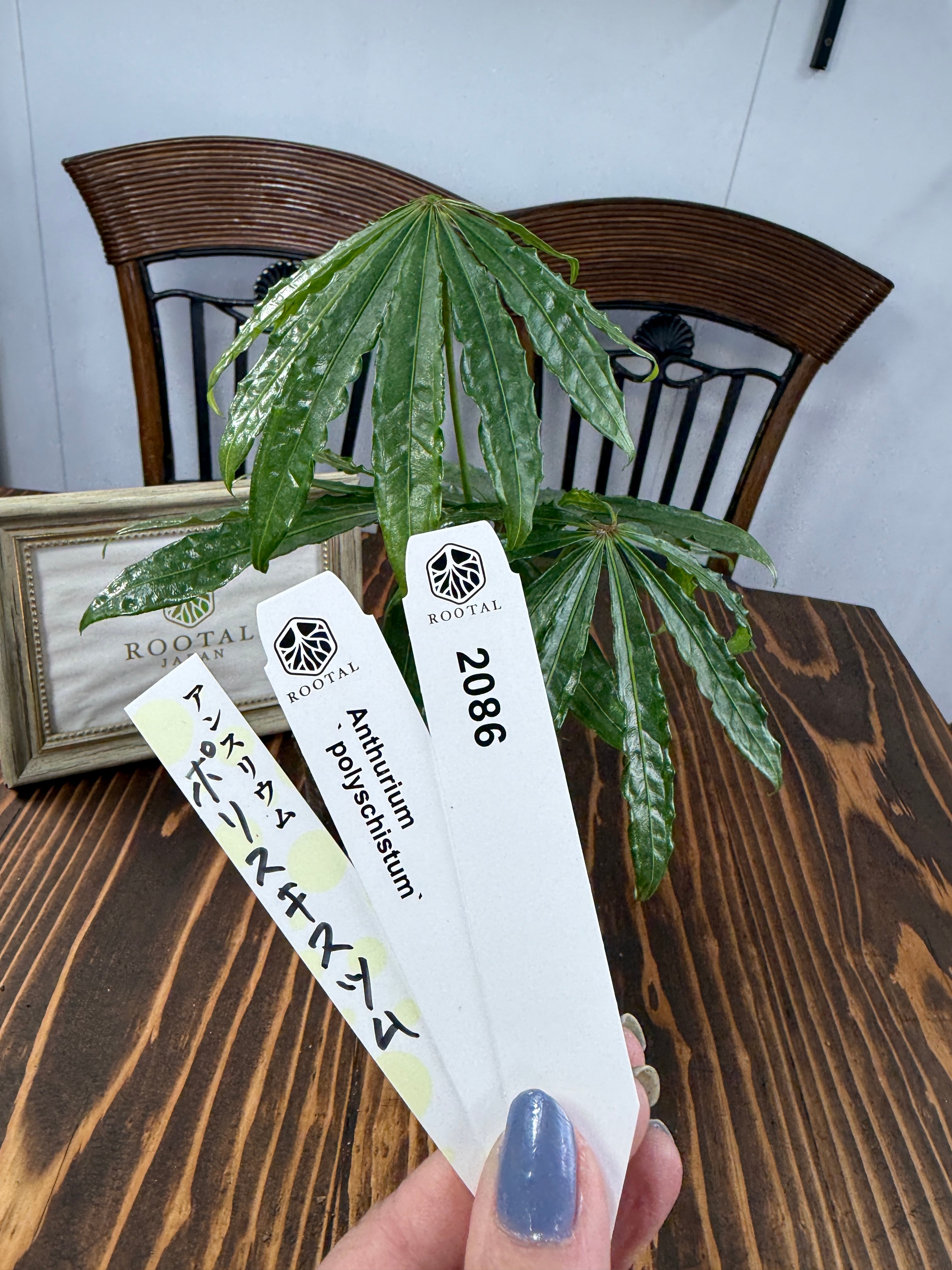 ★2086 アンスリウム ポリスキスツム(3号ポット)