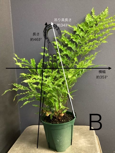 ドリナリア リギデュラ シダ植物 着生植物 観葉植物【おしゃれ