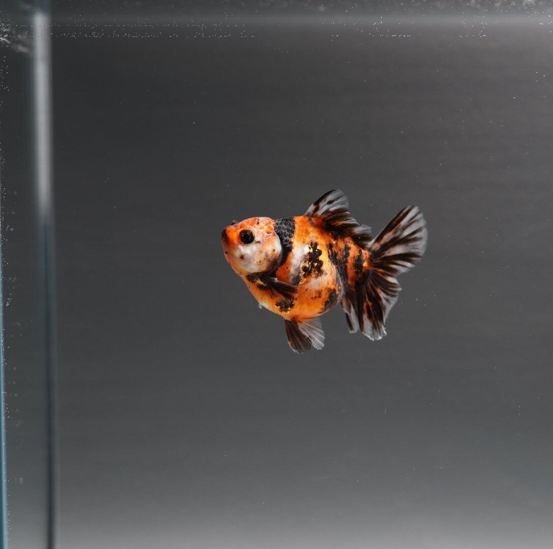オランダ獅子頭 | 極光金魚展