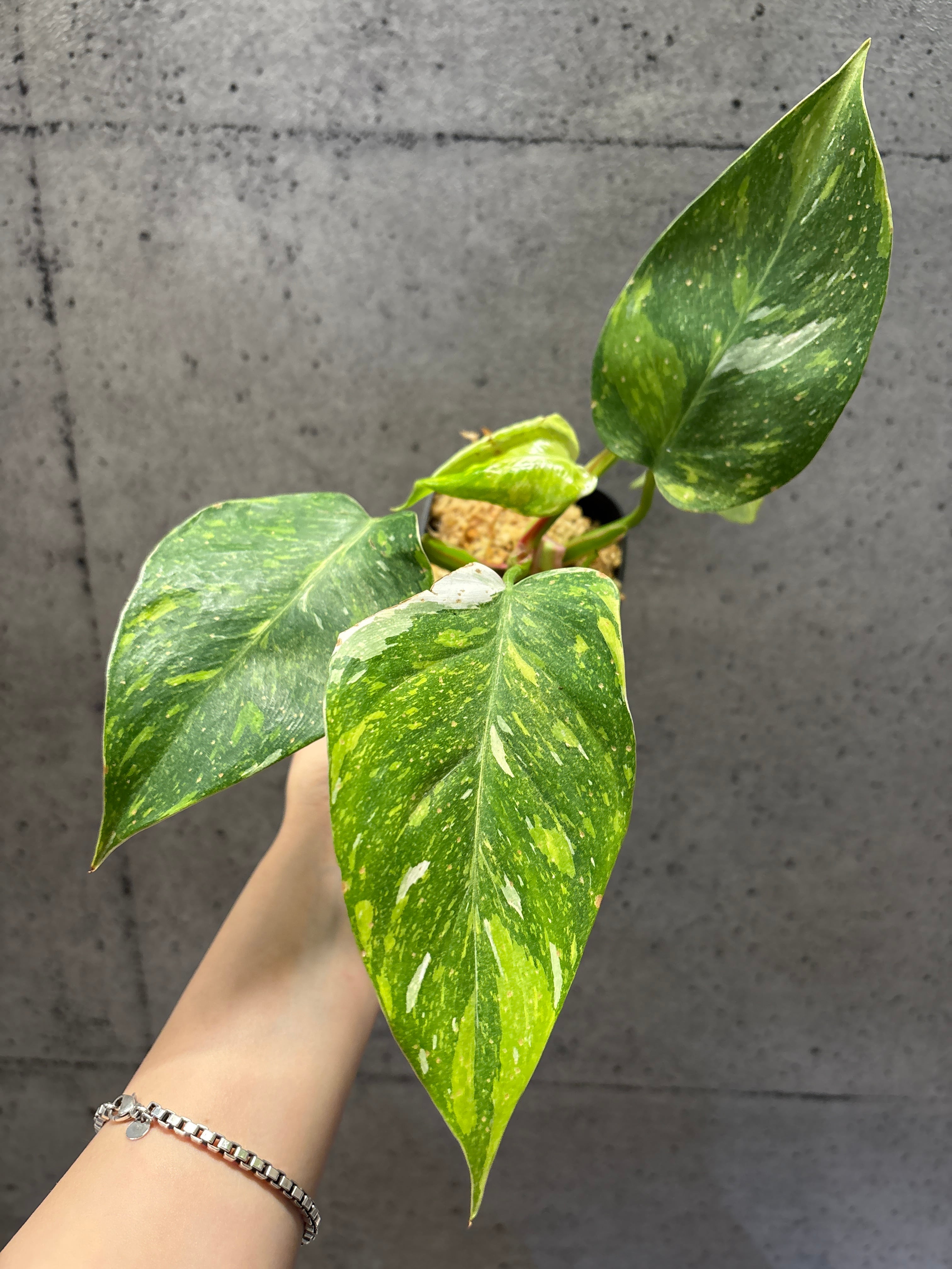A ホヤ マチルダ バリエガータ | MIDORIYA 観葉植物専門店
