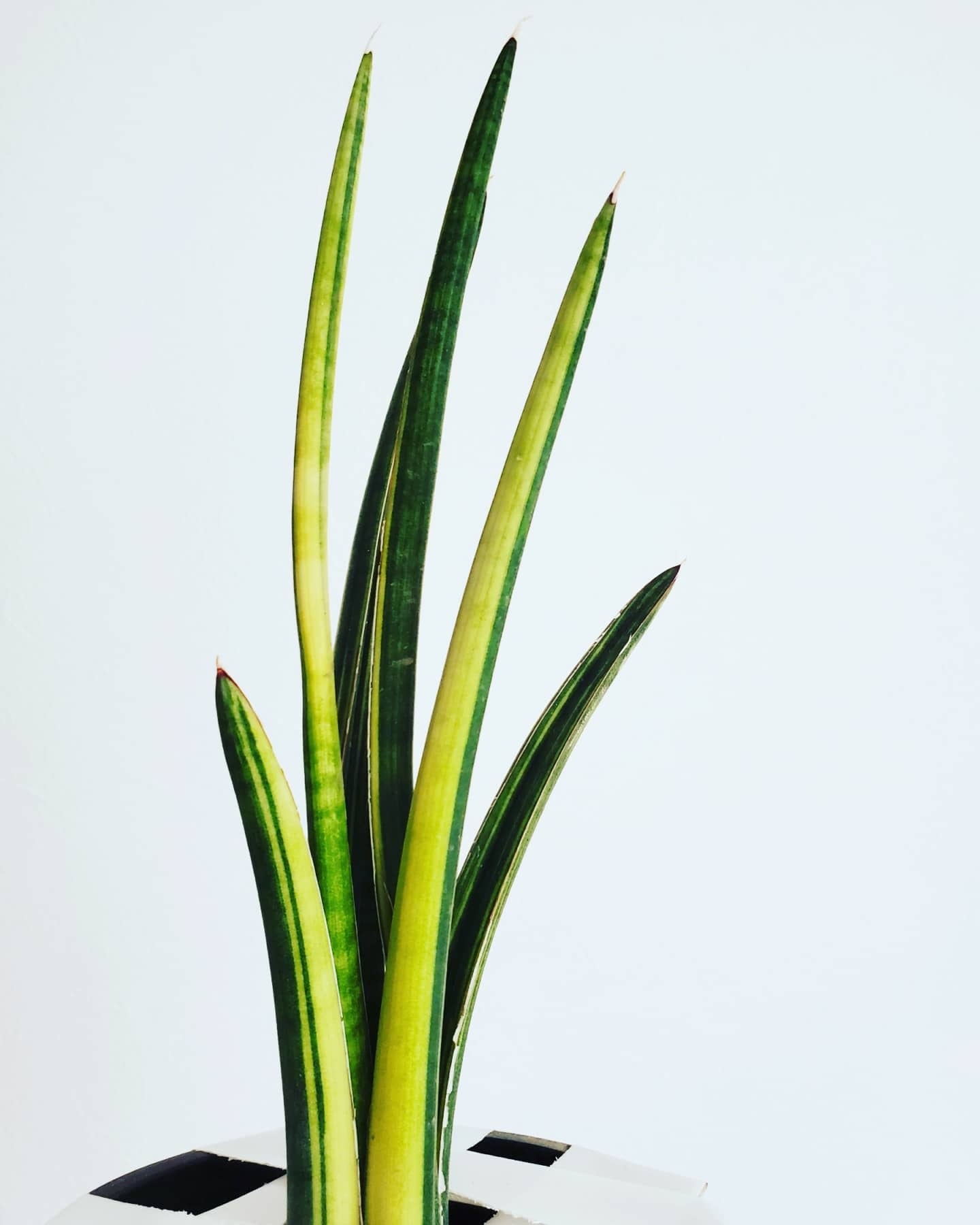 Sansevieria volkensii var.(ベアルート) 【artPLANTs】サンスベリア