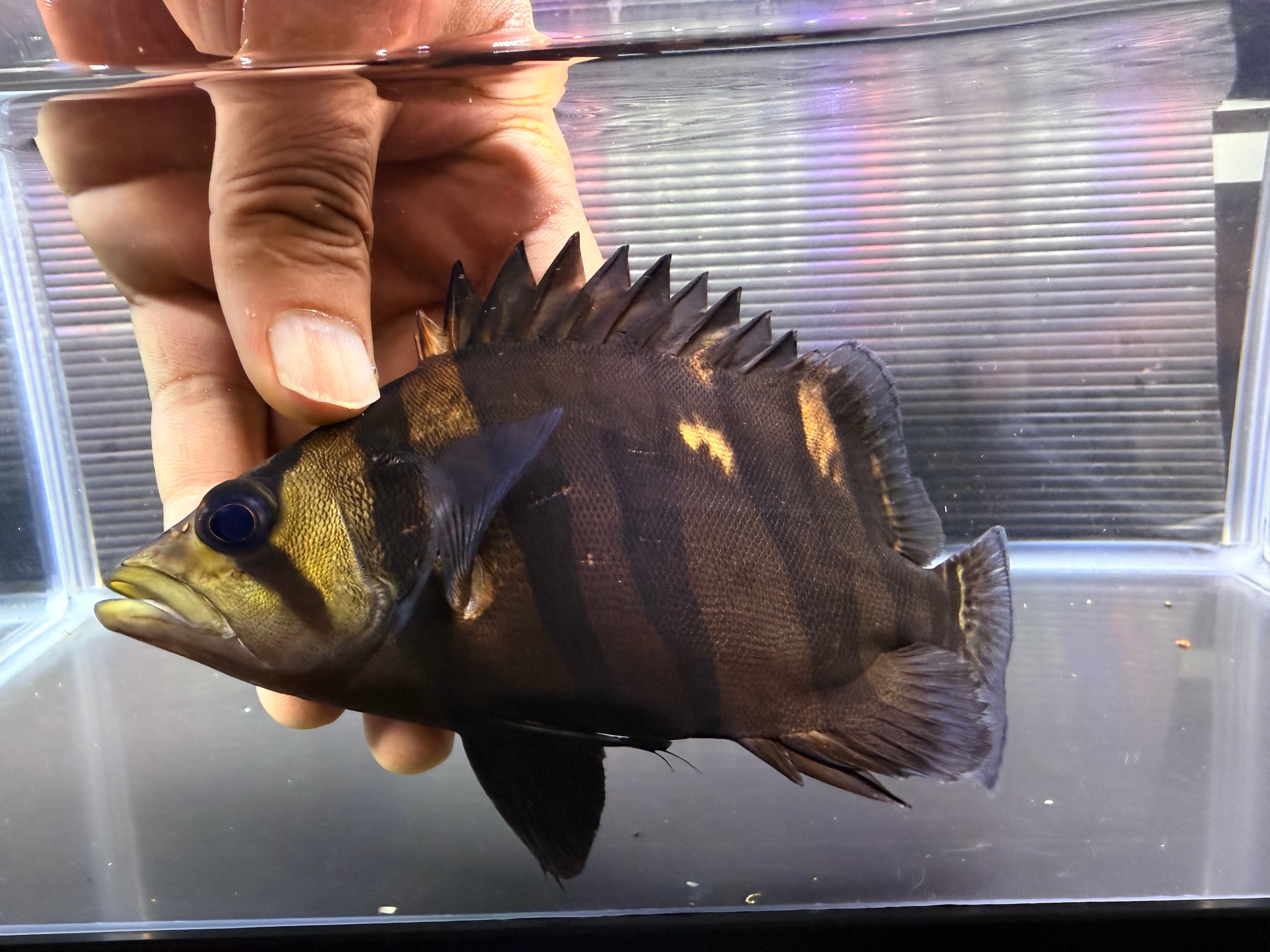 G01⑦ ダトニオプラスワン 18㎝前後 パーフェクトバンド | アクア