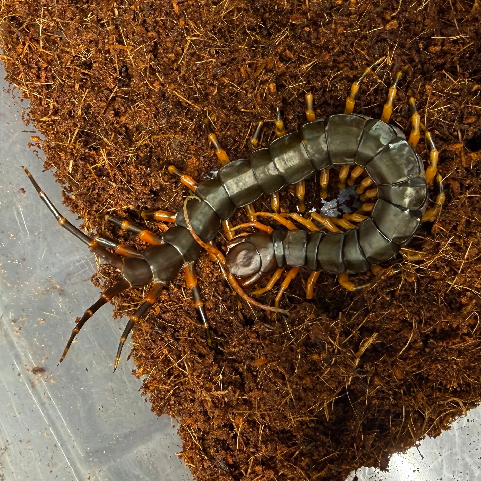 ムカデ | 昆虫ショップ BUG FOREST 【カブト、クワガタ、ダンゴムシ ムカデ | 昆虫ショップ BUG FOREST 【カブト、クワガタ、ダンゴムシ