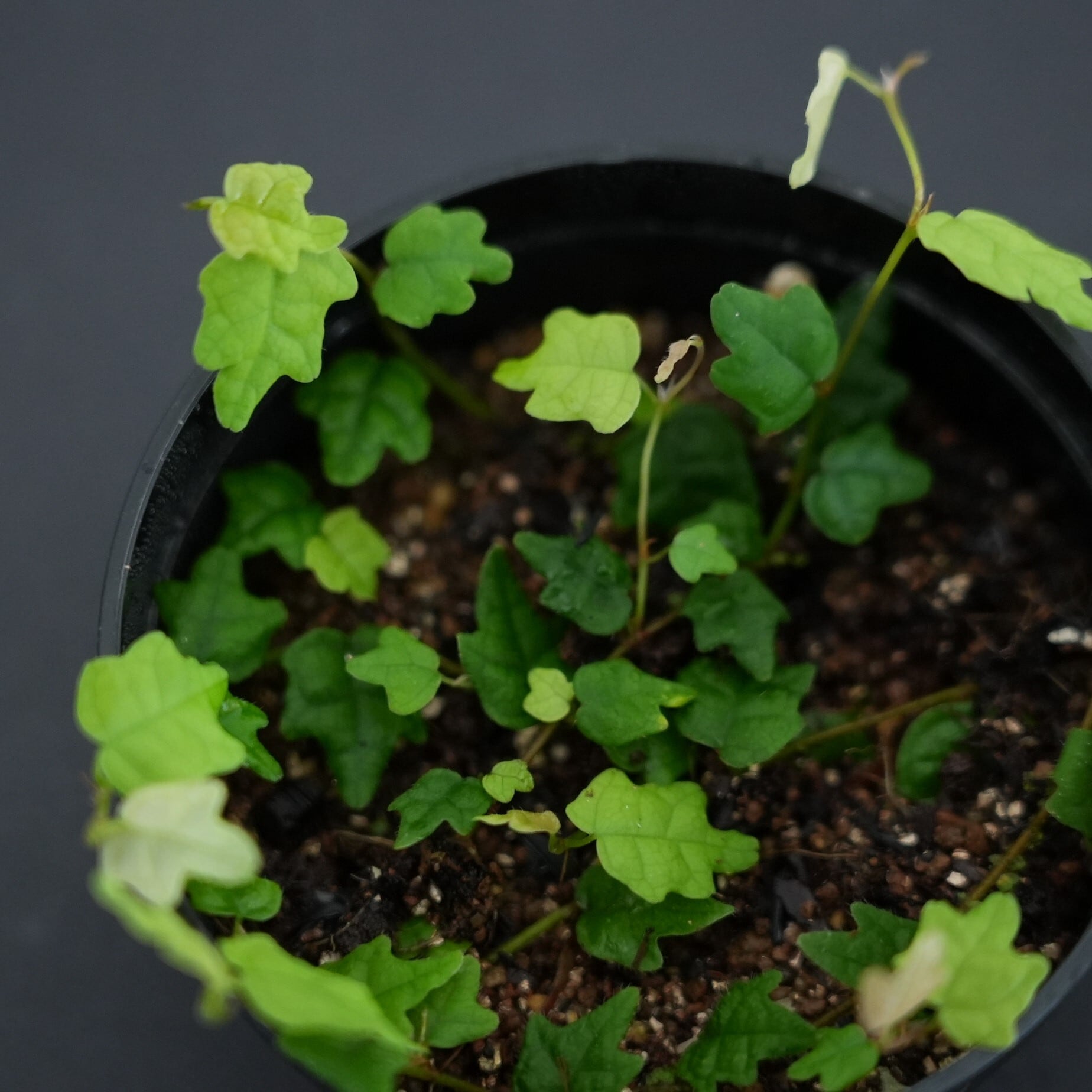 屋久島産ヒメイタビ Ficus thunbergii ｜苔テラリウム作製用素材◇壁面