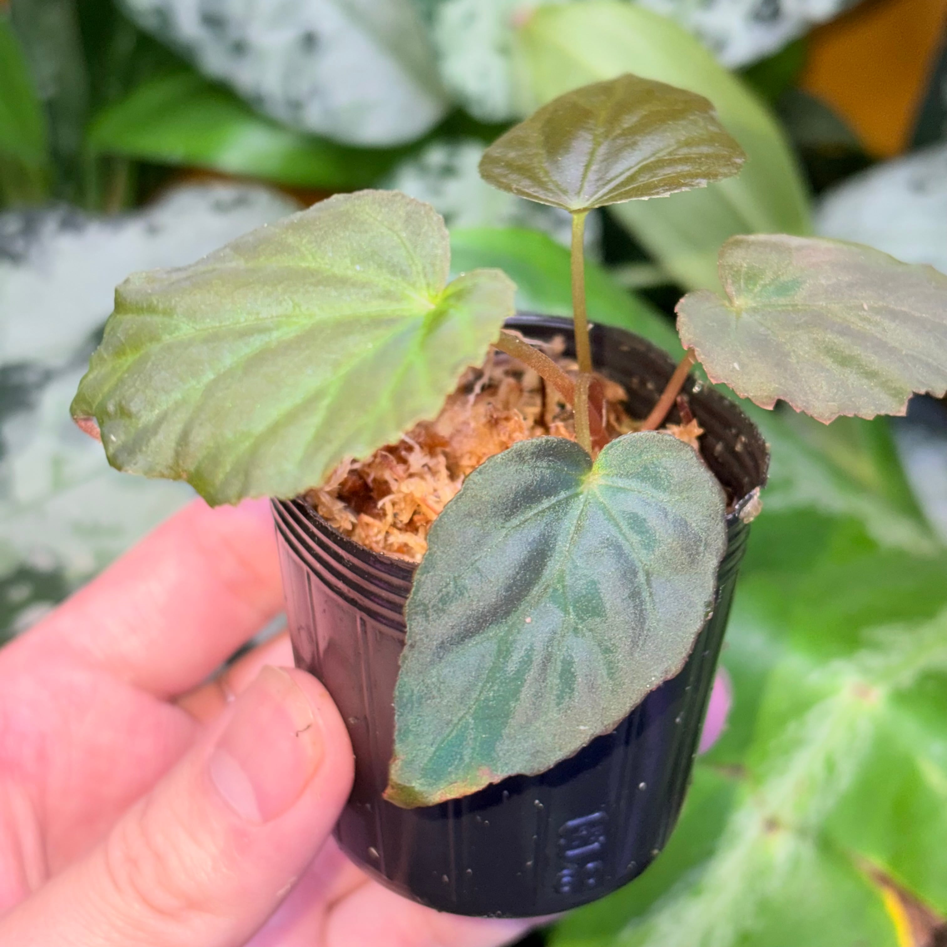 青光り Begonia pavonina 無毛タイプ 原種ベゴニア パヴォニナ | 熱帯