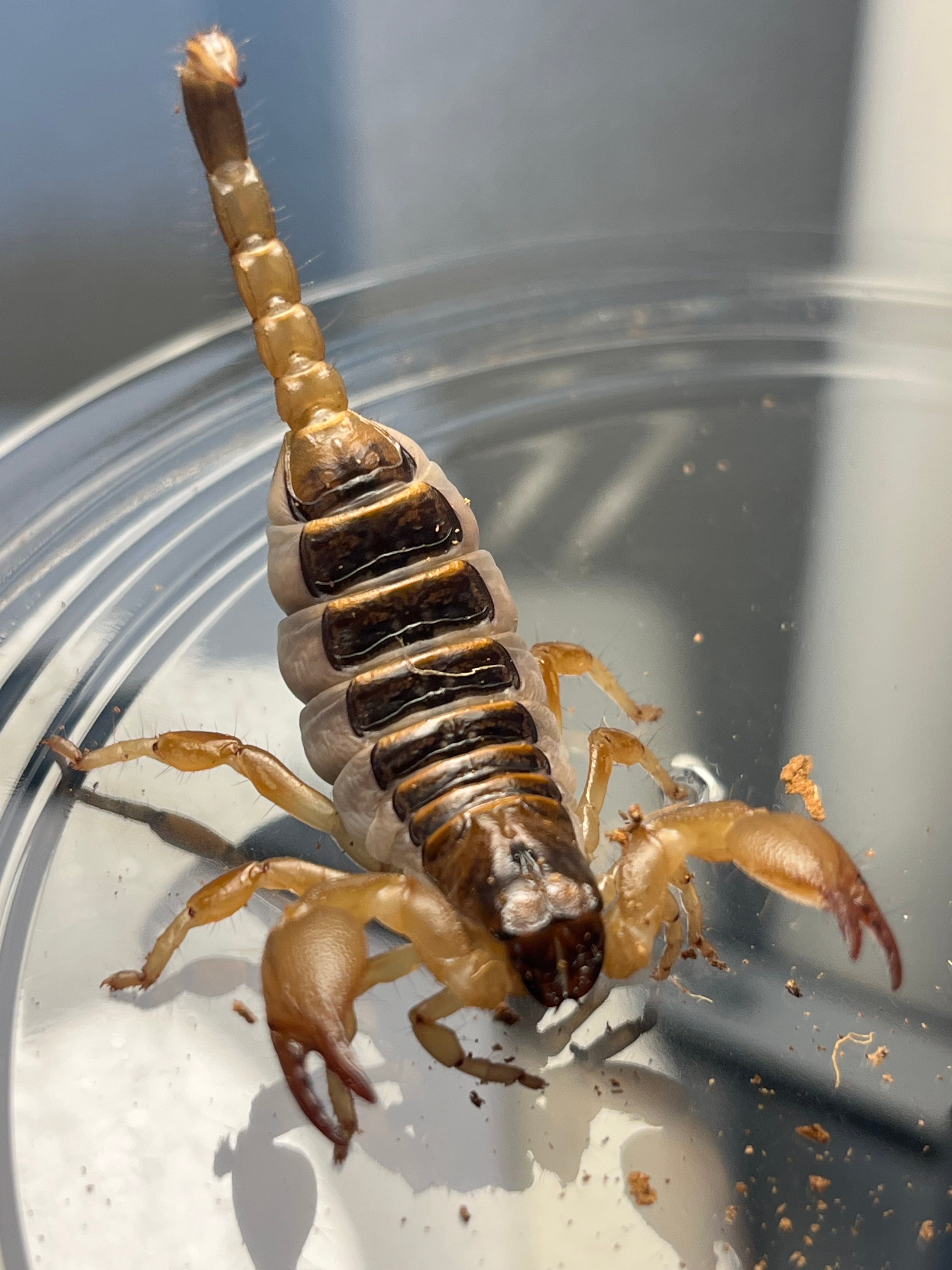 121mm】タイタンオオウスバカミキリ カブトムシクワガタハナムグリ