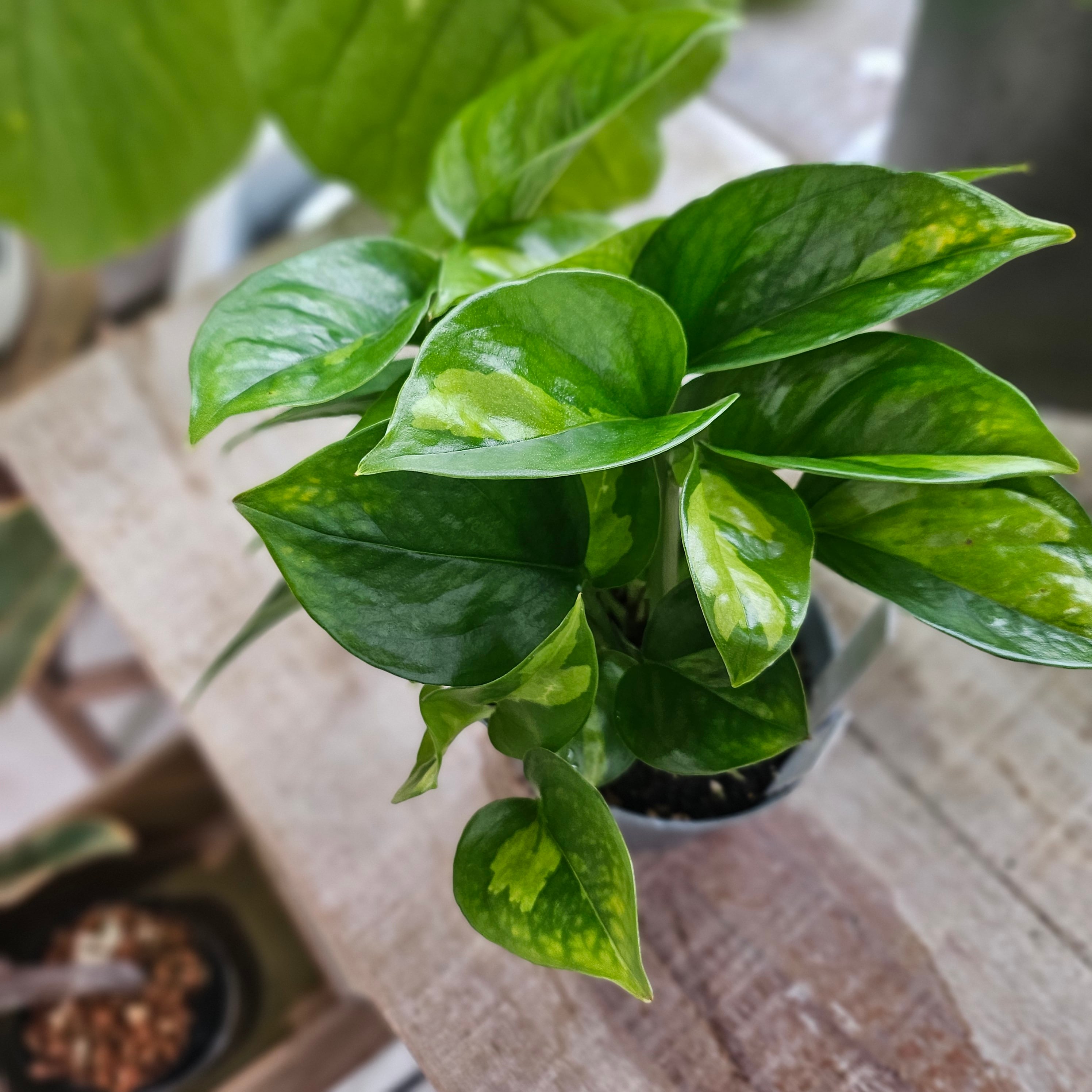アロカシア・ロコ Alocasia 'Loco' | Plants Baka