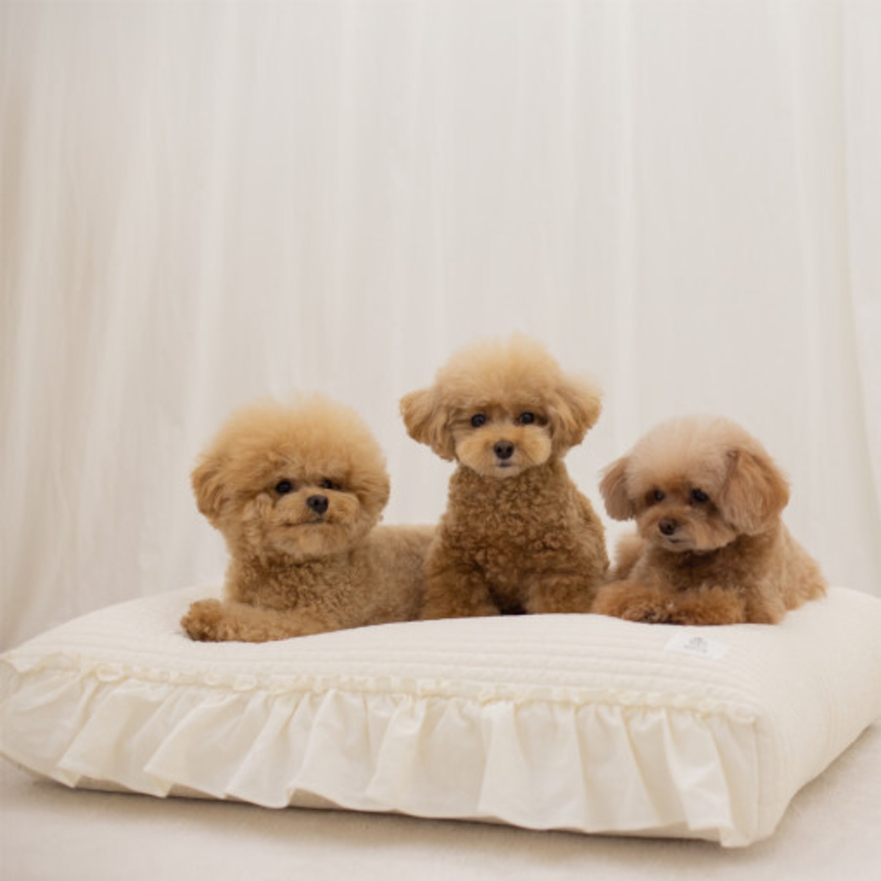 予約【pecoramou select】Cotton Candy Puppy Cushion