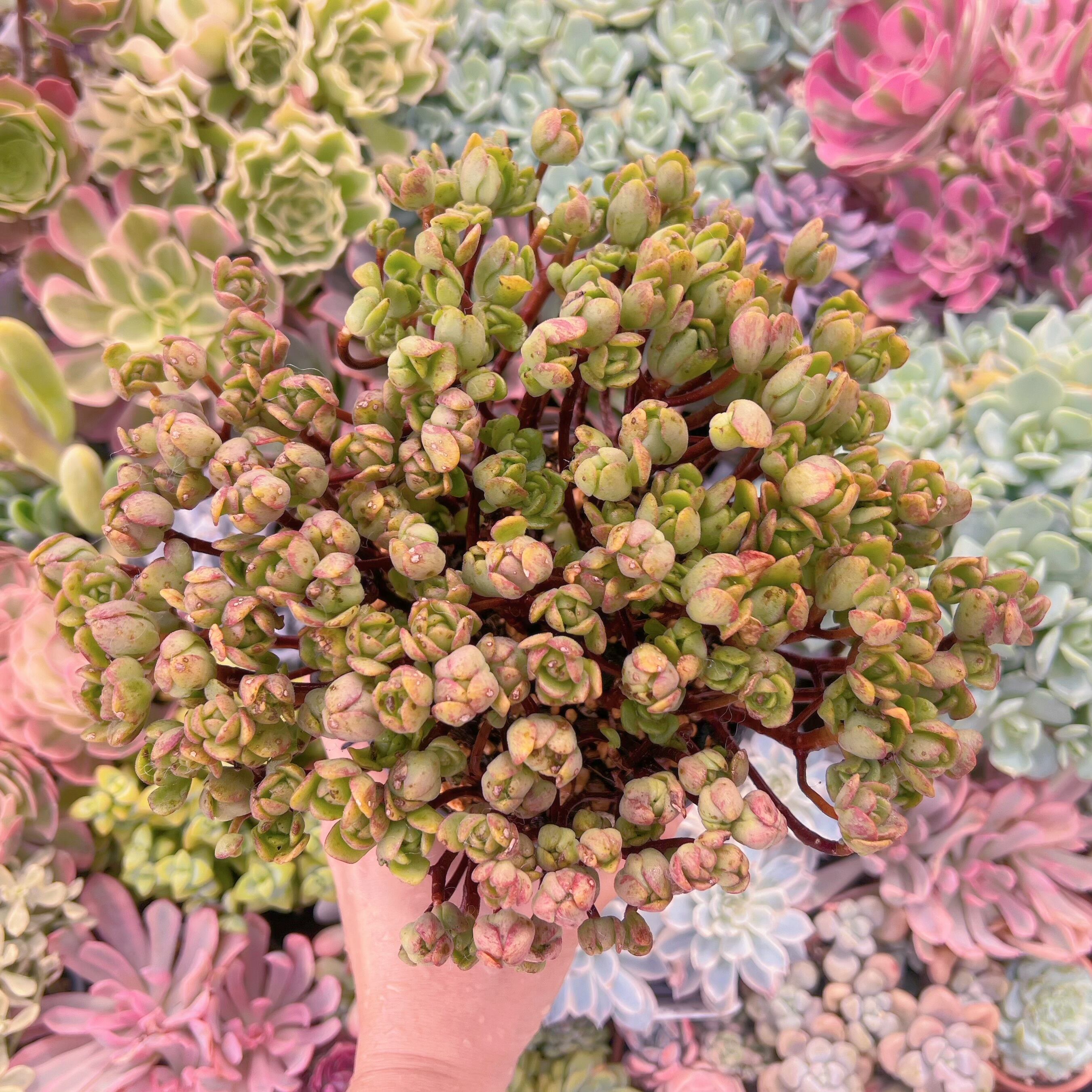 現物　little fox #657　特大群生　新入荷