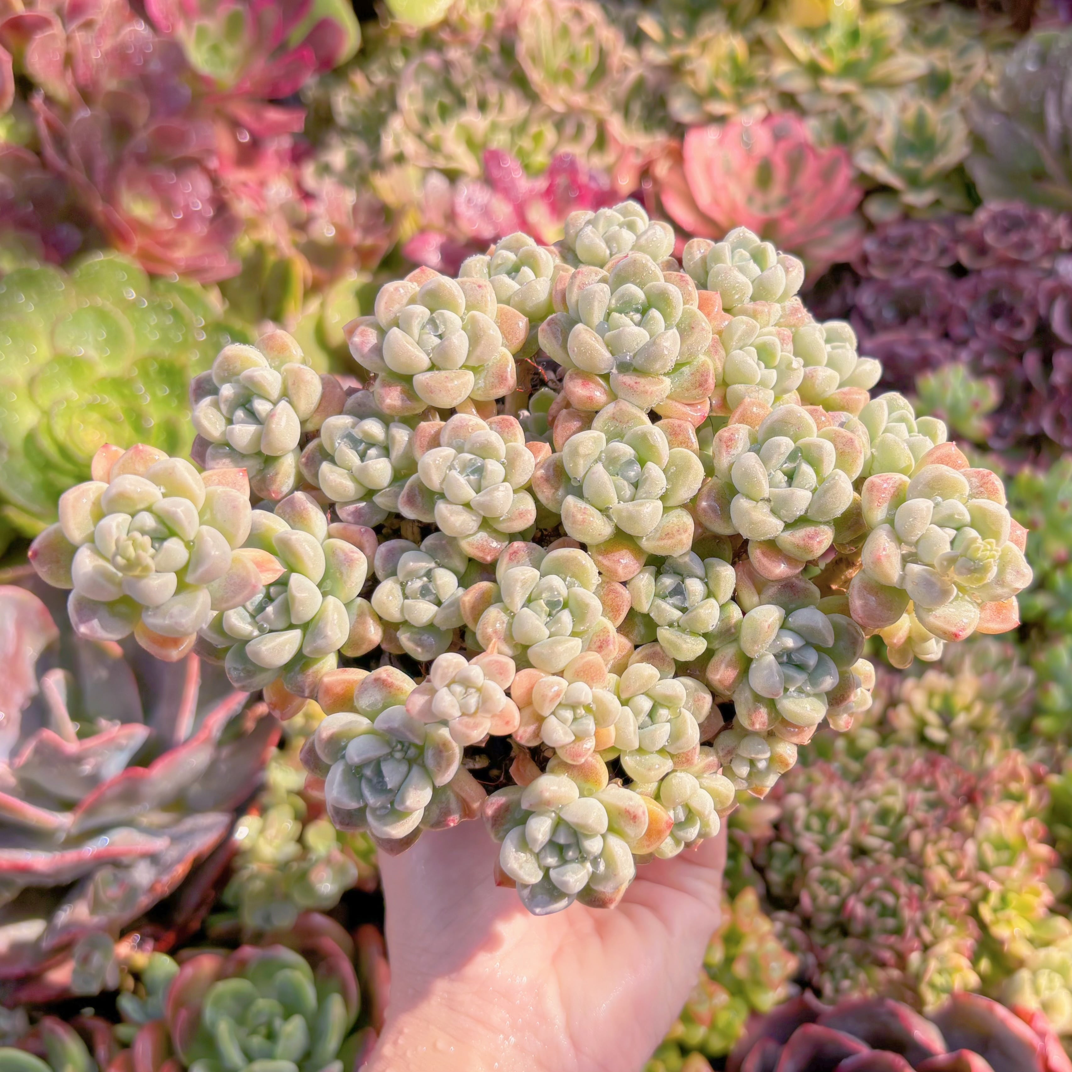 現品　新品種　蒼珠（そうしゅ）#731　特大群生　新入荷　るる農園