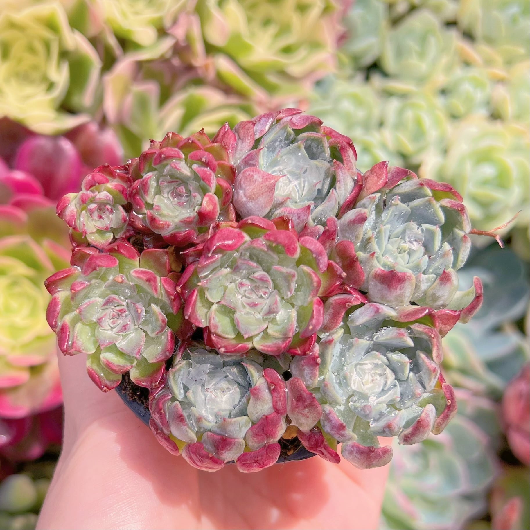 現品　沙羅姫牡丹(自然群生)#F062　るる農園