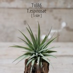 【送料無料】espinosae S〔エアプランツ〕現品発送T1686