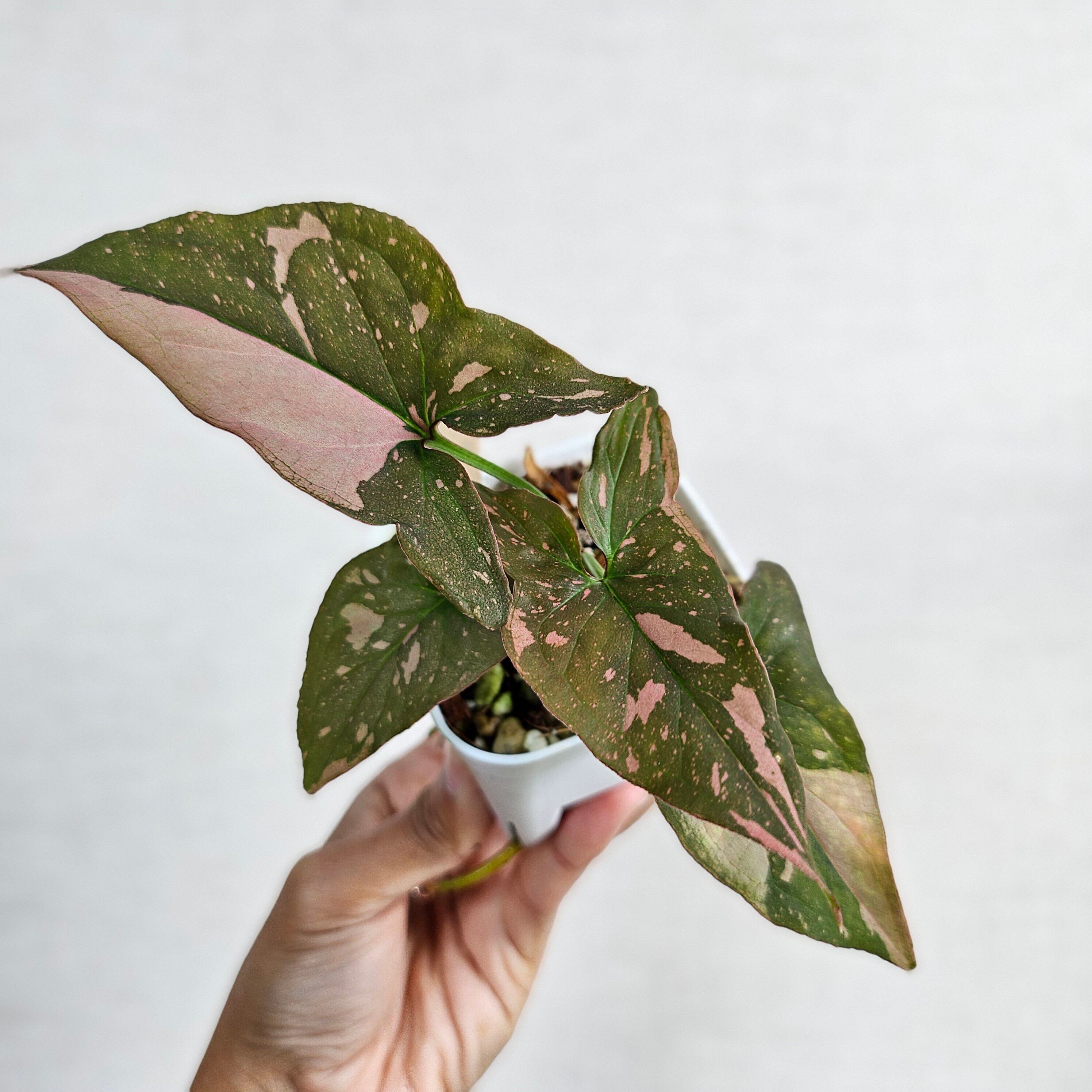 ①《シンゴニウム ピンクスプラッシュ》Syngonium Pink Splash 観葉植物 ポット発送