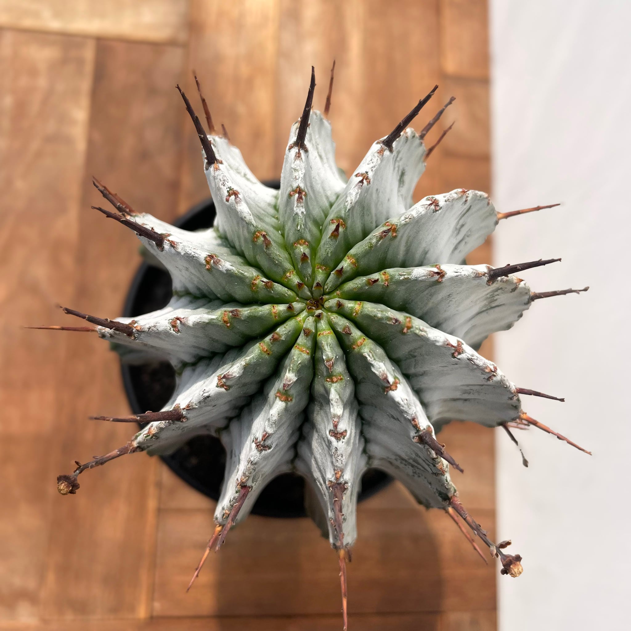 ☆良質☆ユーフォルビア horrida f. crestata Euphorbia | horrida