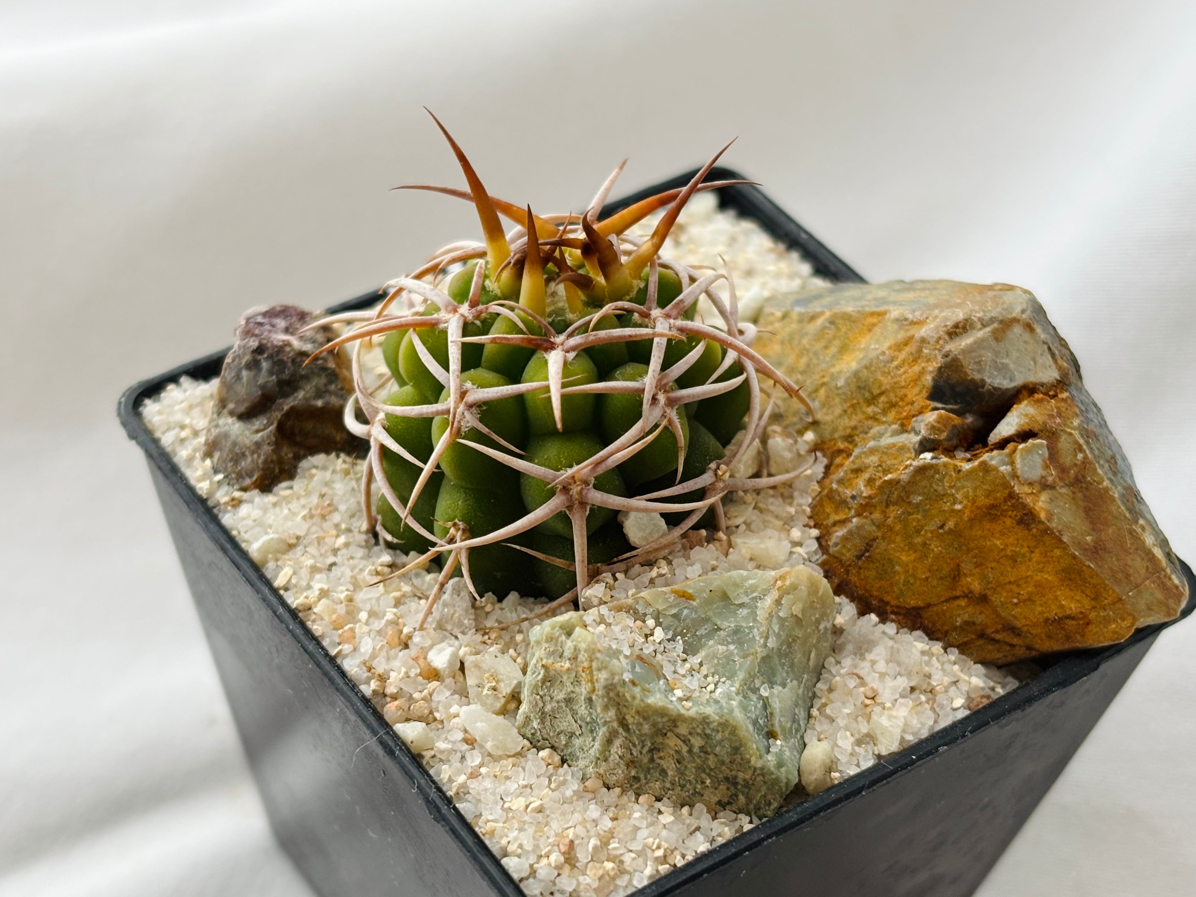 Gymnocalycium mostii ssp. ferocior ギムノカリキウム フェロシオール