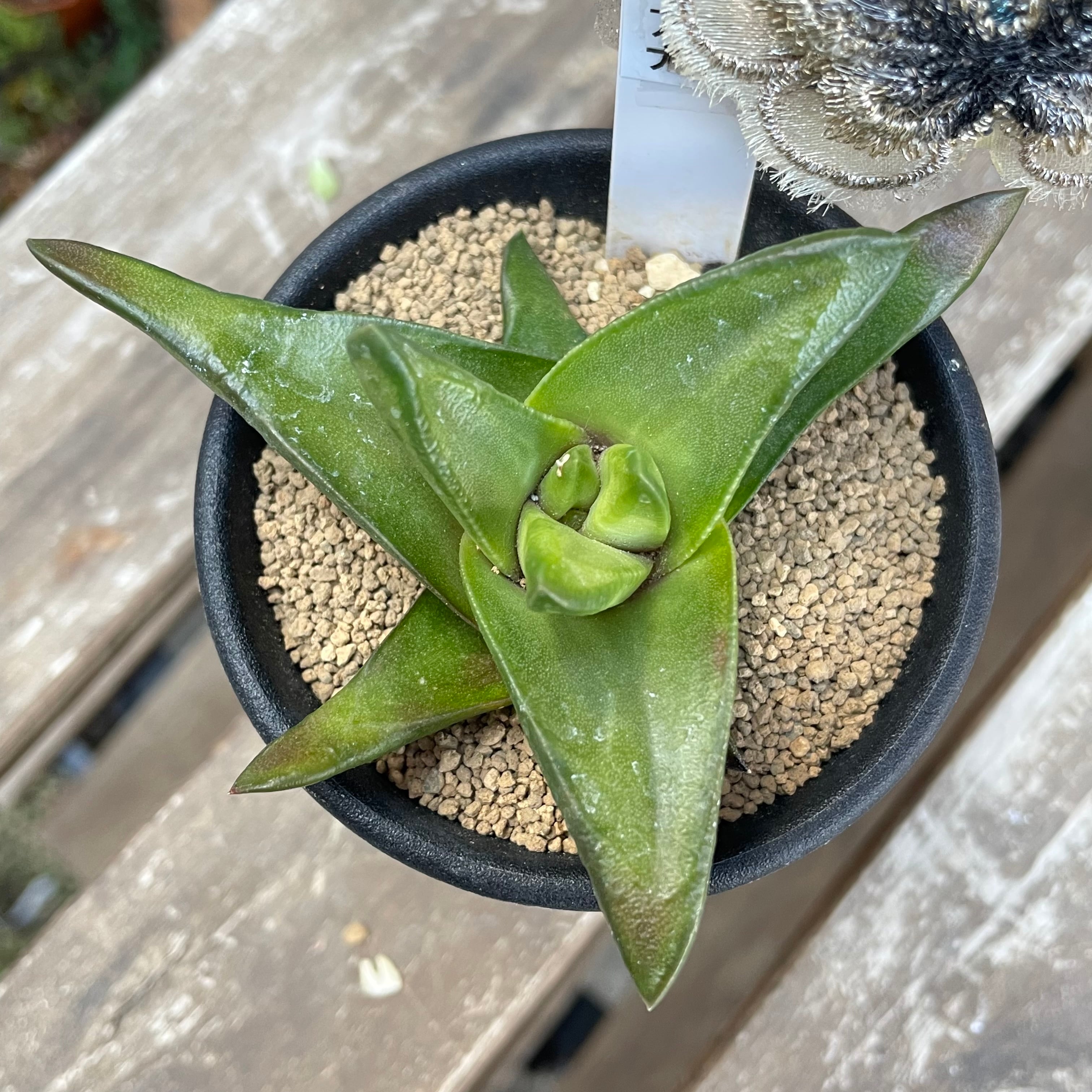 ピクタ 多肉植物 多肉植物 ハオルチア ピクタ 小澤モザイク ピクタ 多肉植物 多肉植物 ハオルチア ピクタ 小澤モザイク